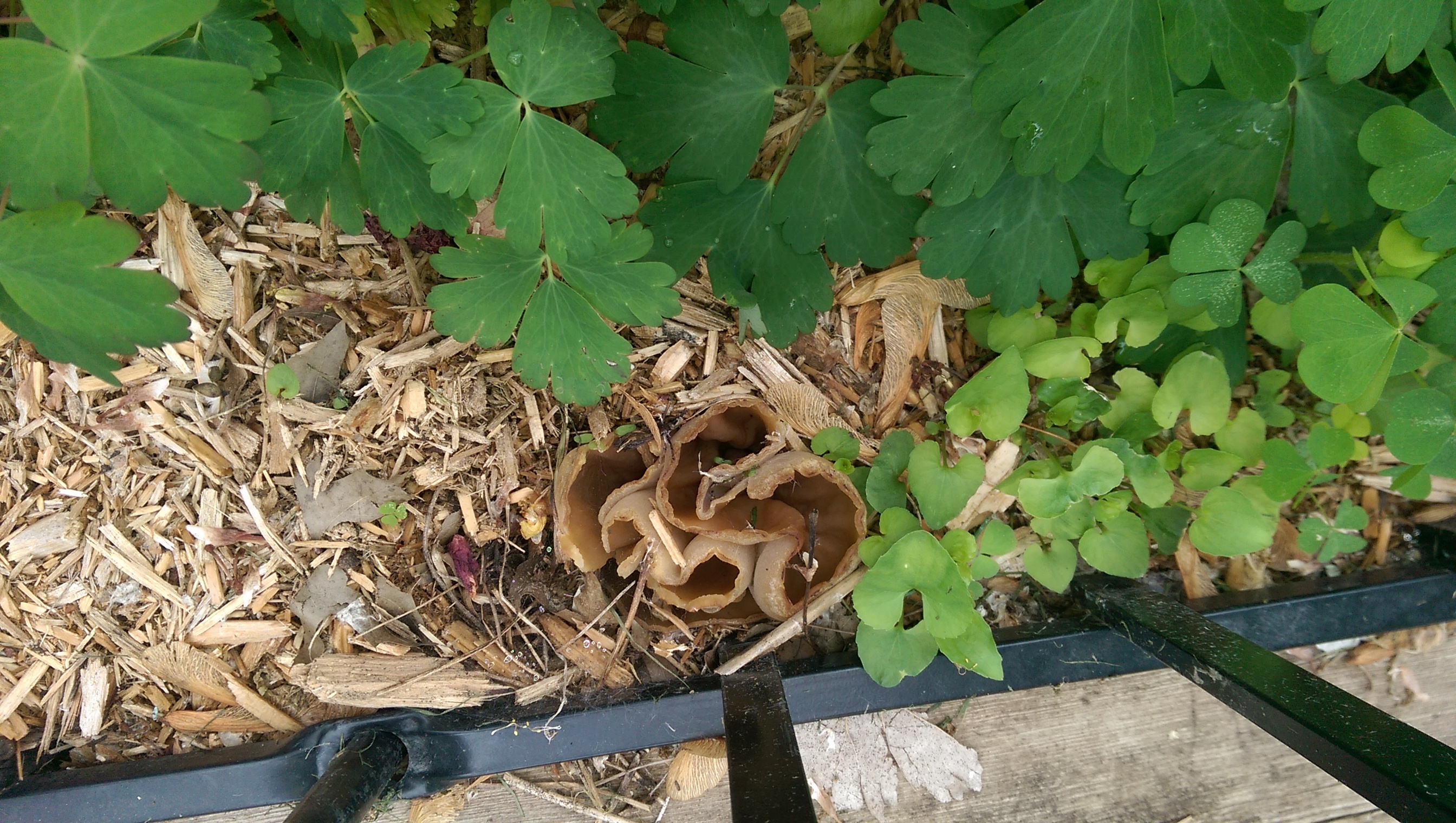 Mushrooms in mulch 570608 Ask Extension