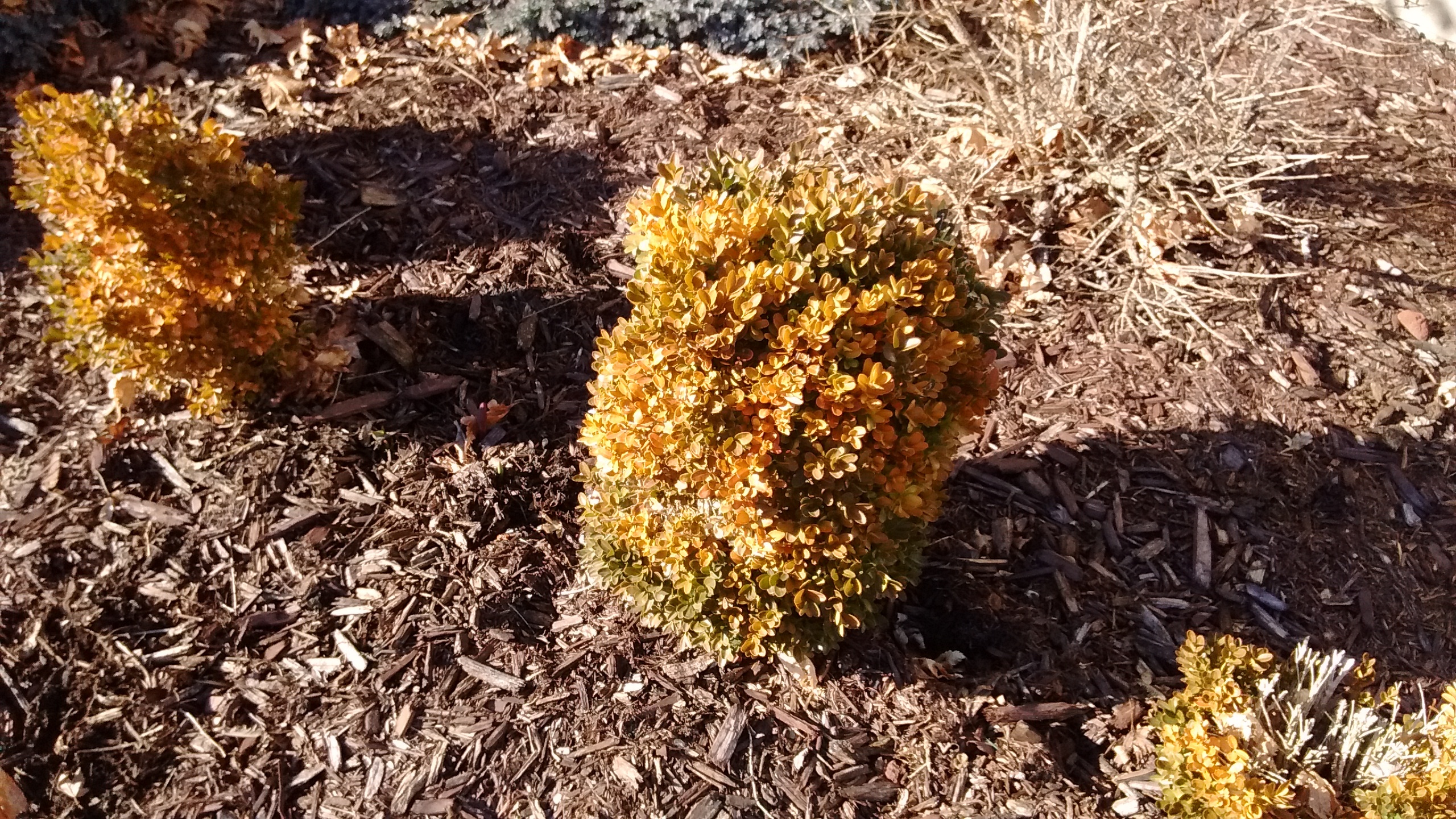 Why Is My Japanese Boxwood Turning Brown