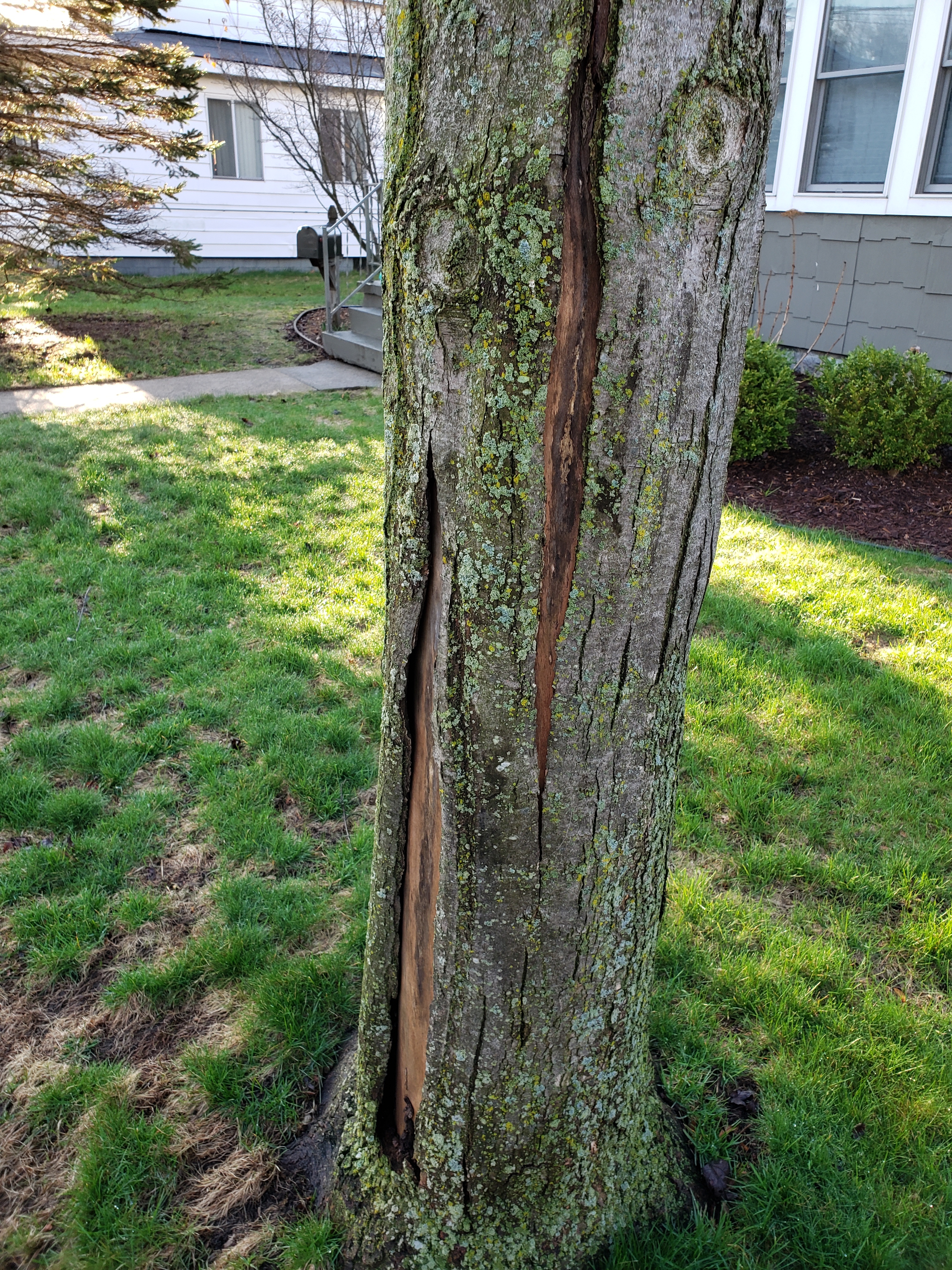 Maple Tree Bark Cracking Ask Extension