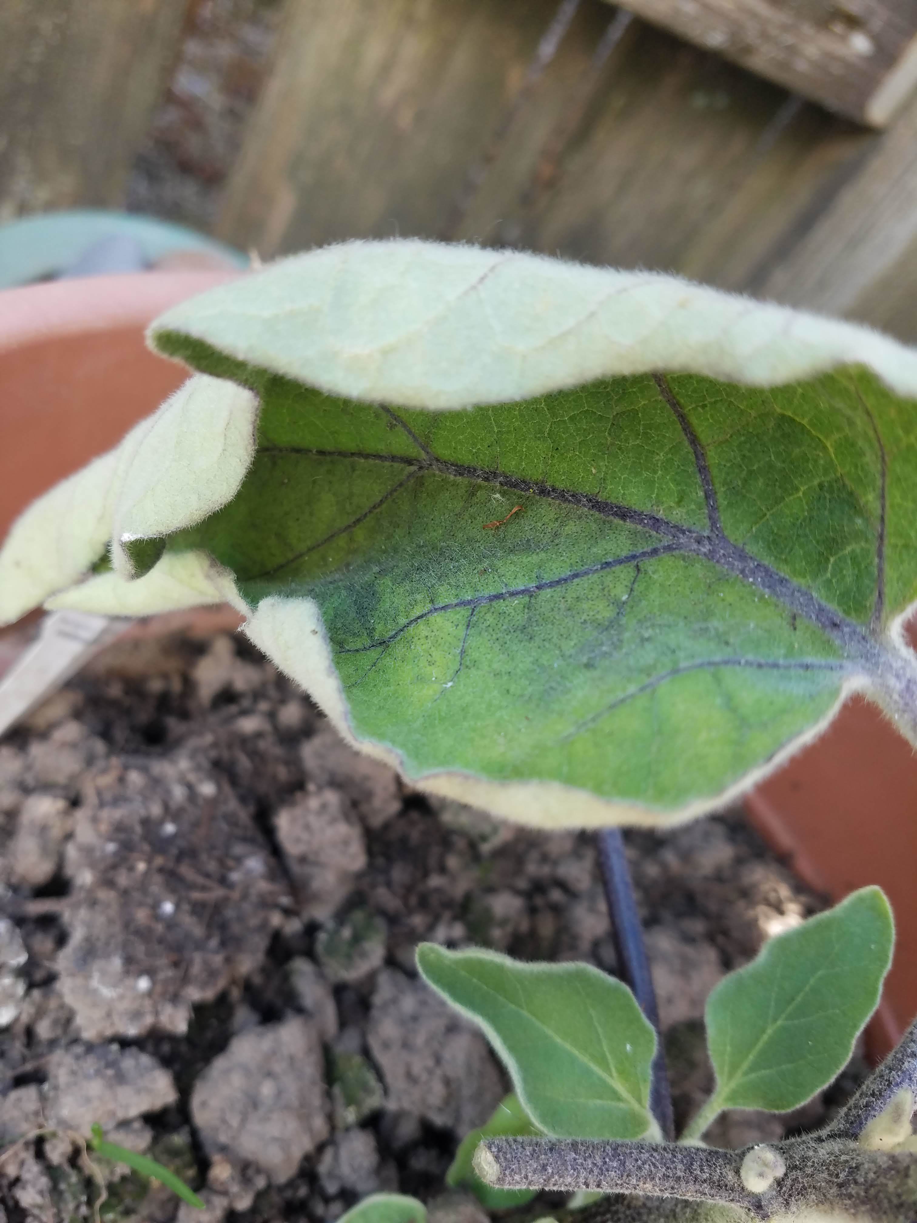 Japanese eggplant plant with curling leaves 665112 Ask Extension