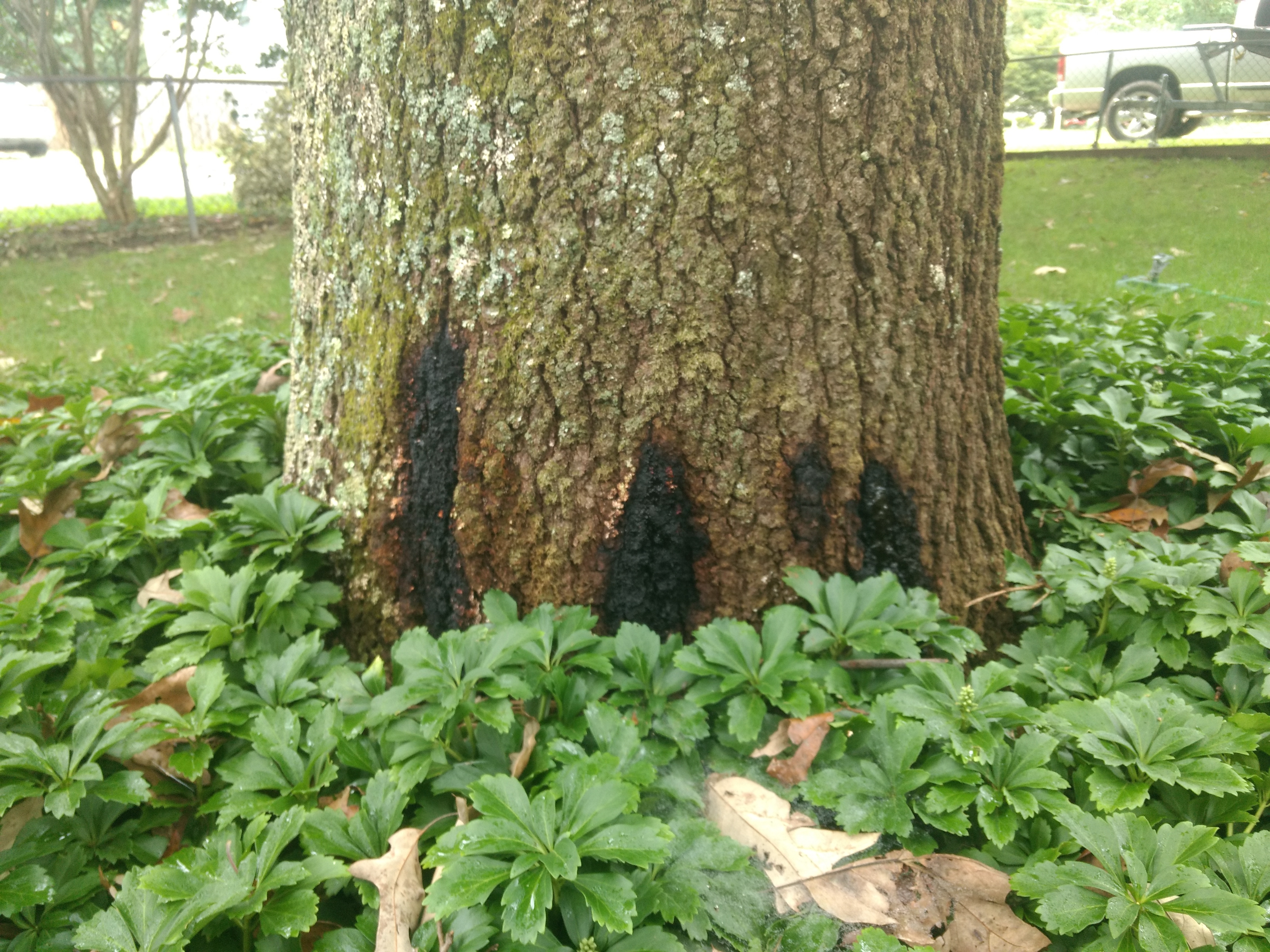 Black Fungus At Base Of Oak Tree 488856 Ask Extension