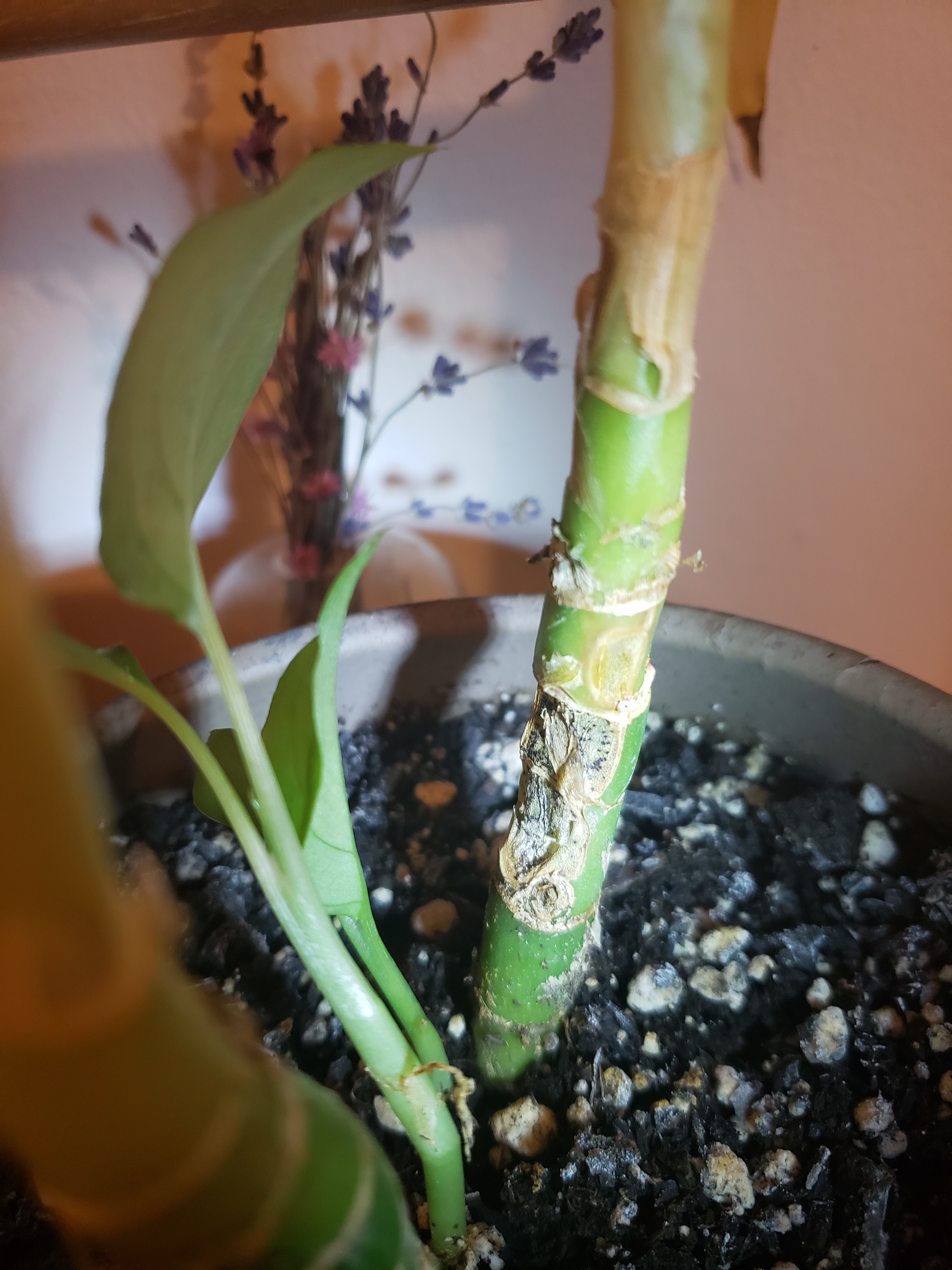 Issue with dumb cane stem #673842 - Ask Extension