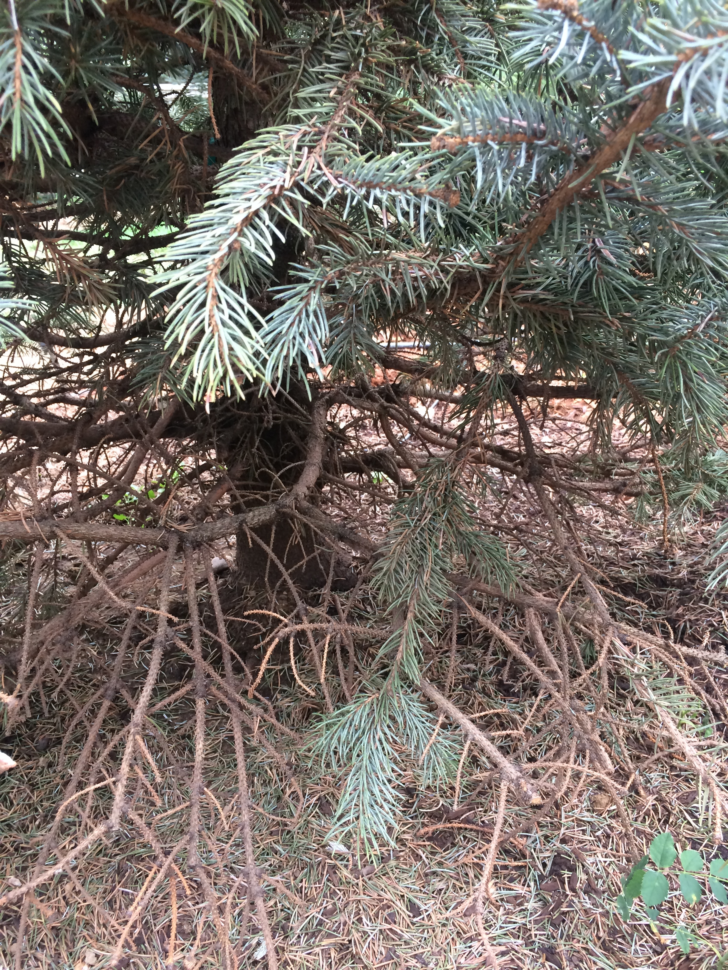 Baby Blue Eyes Spruce Lower Branch Damage Ask Extension