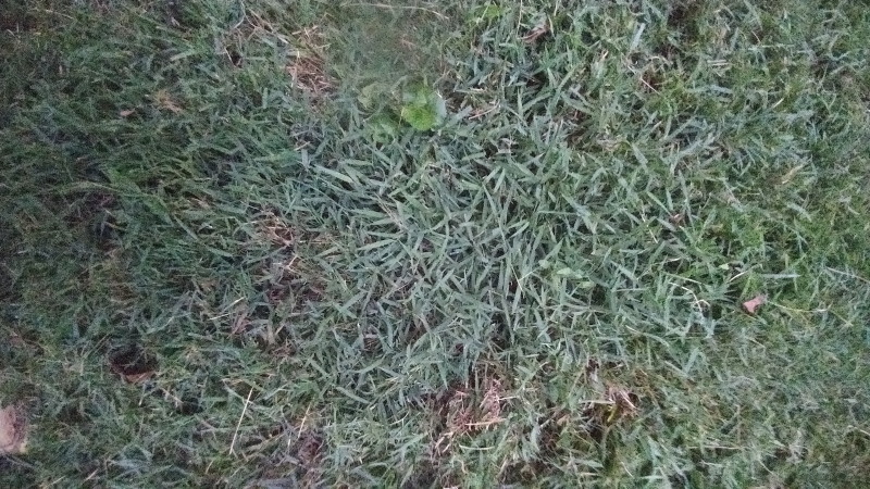 Low-lying invasive lawn weed identification #588611 - Ask Extension