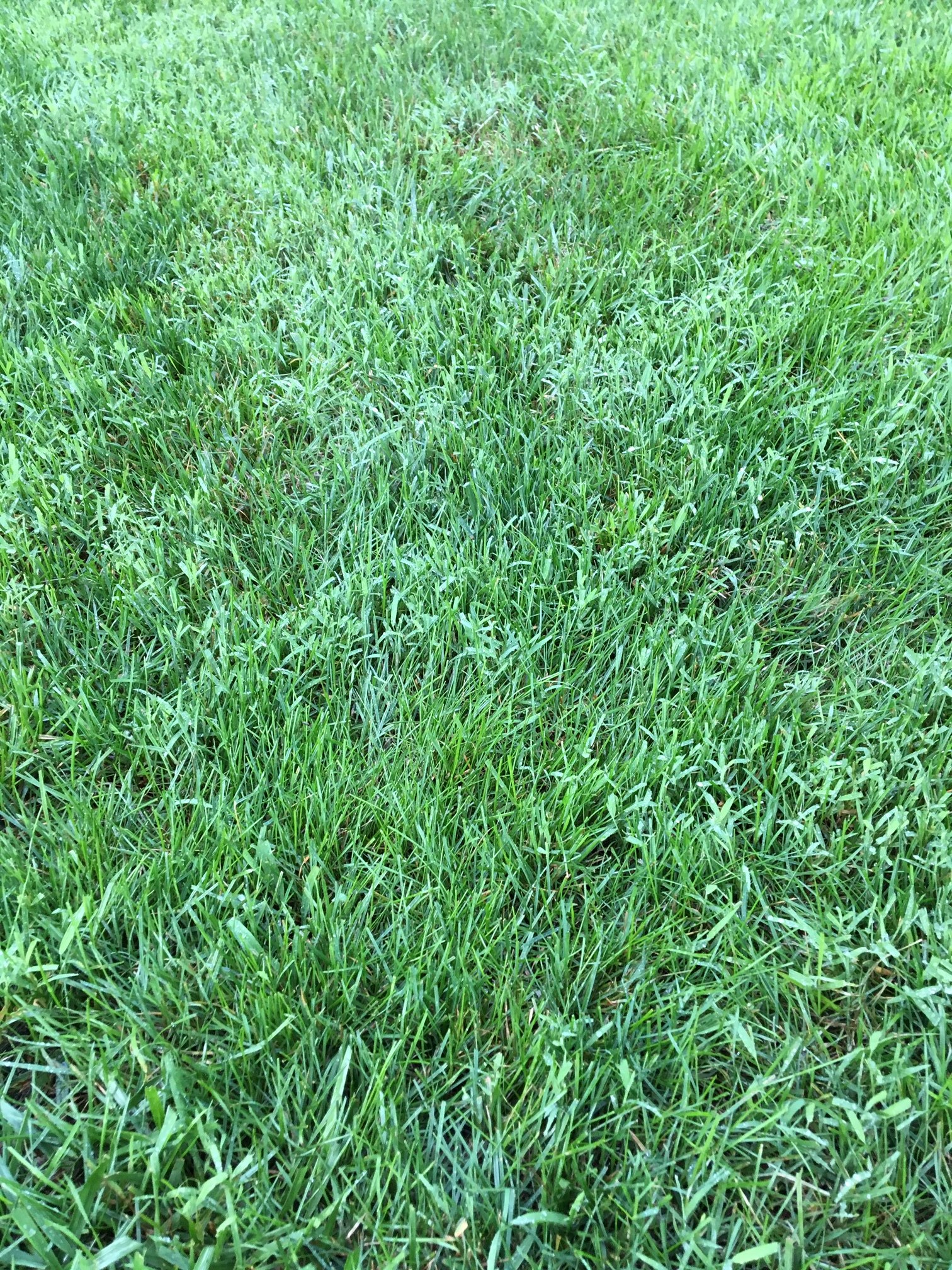 Bad grass in Kentucky Blue Grass lawn #574331 - Ask Extension