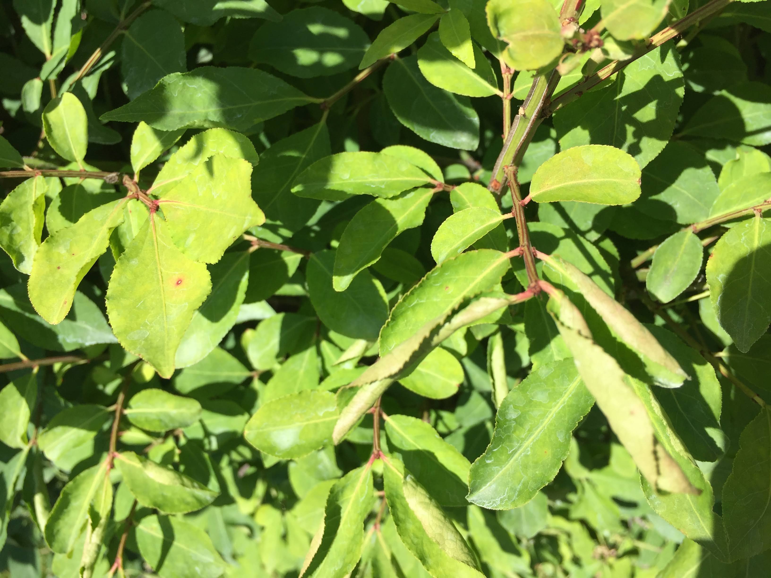 Shrubs/bushes have curling leaves, dry out and die #661383 - Ask Extension