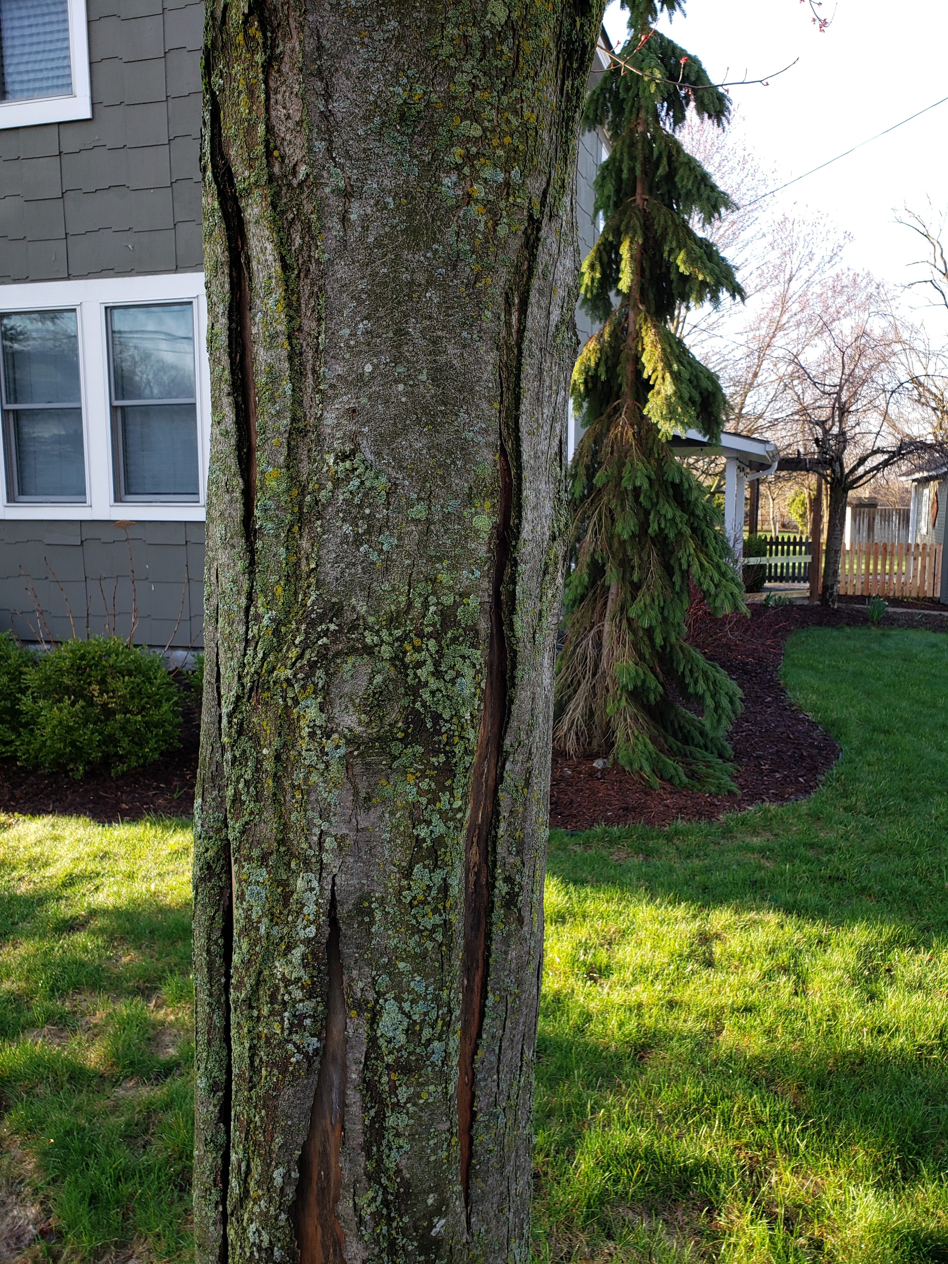 Maple Tree Bark Cracking Ask Extension