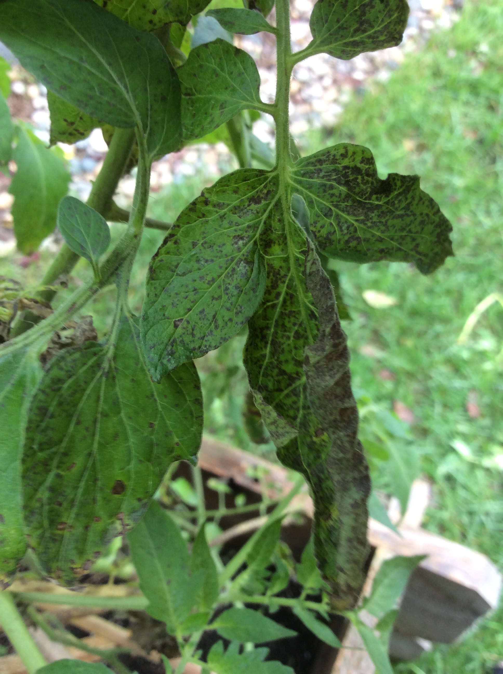 Tomato leaf spots #599847 - Ask Extension