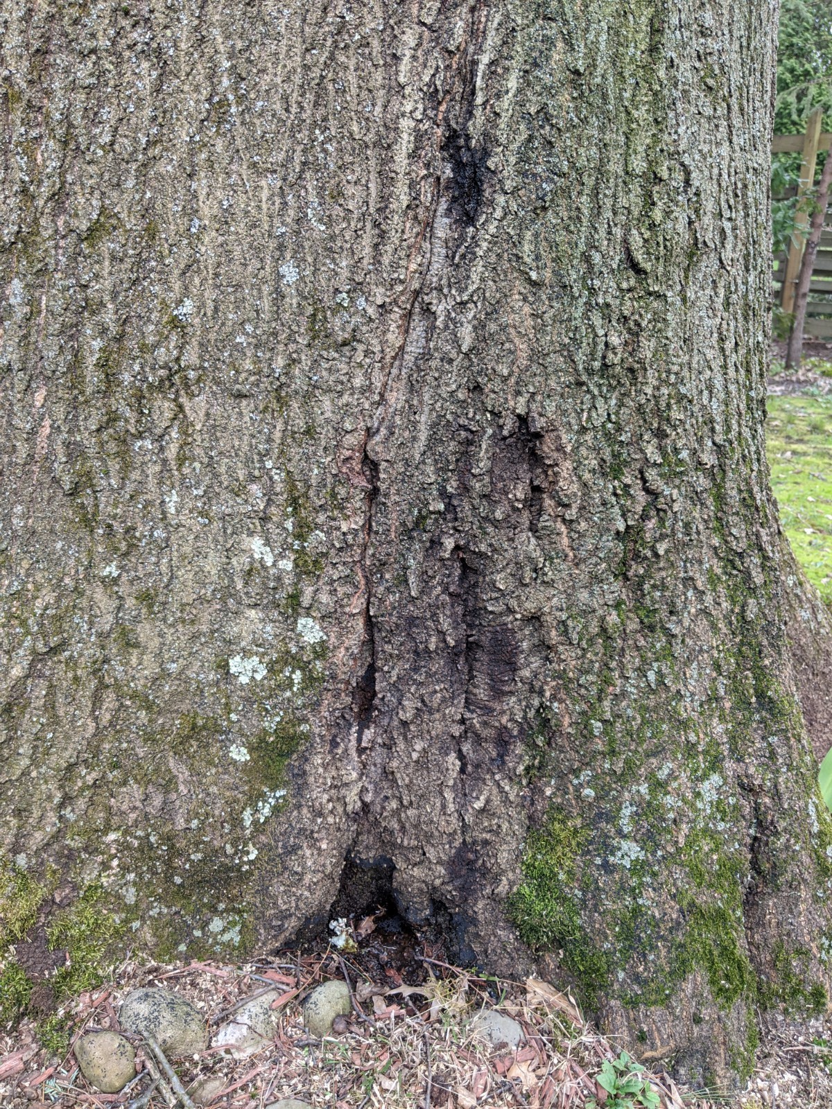 tiny black bugs on oak trunk #630340 - Ask Extension