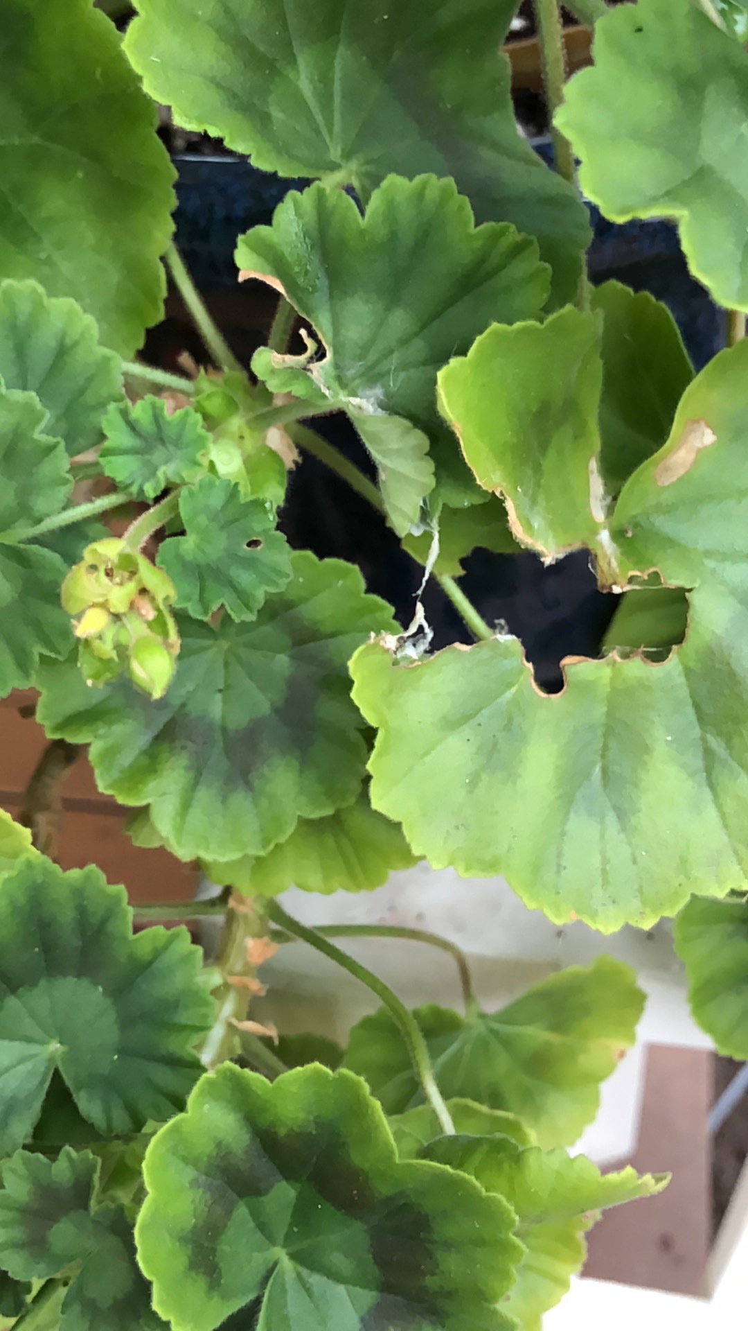 something-is-eating-my-geraniums-579118-ask-extension