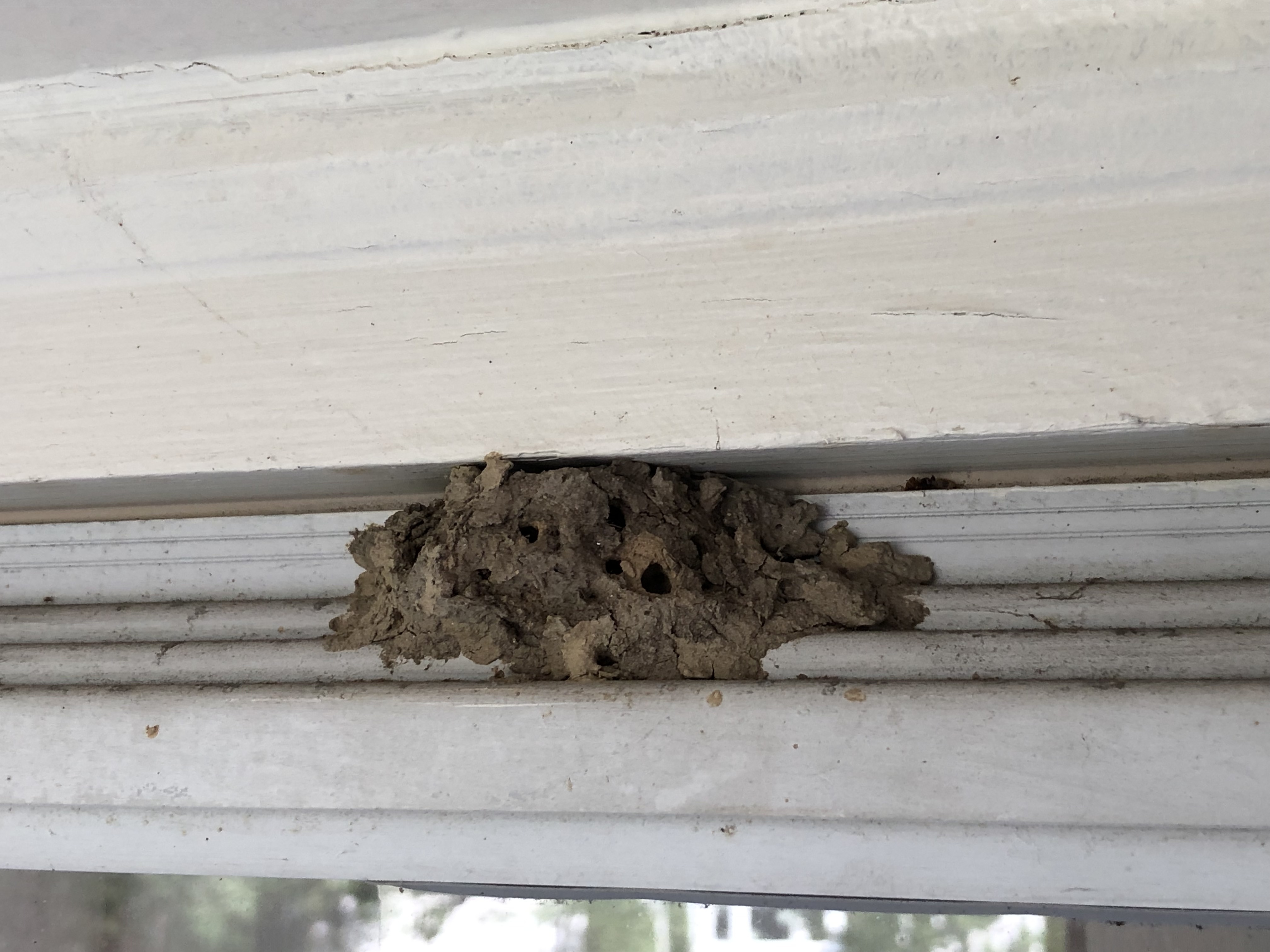 Insect nest identification #577639 - Ask Extension