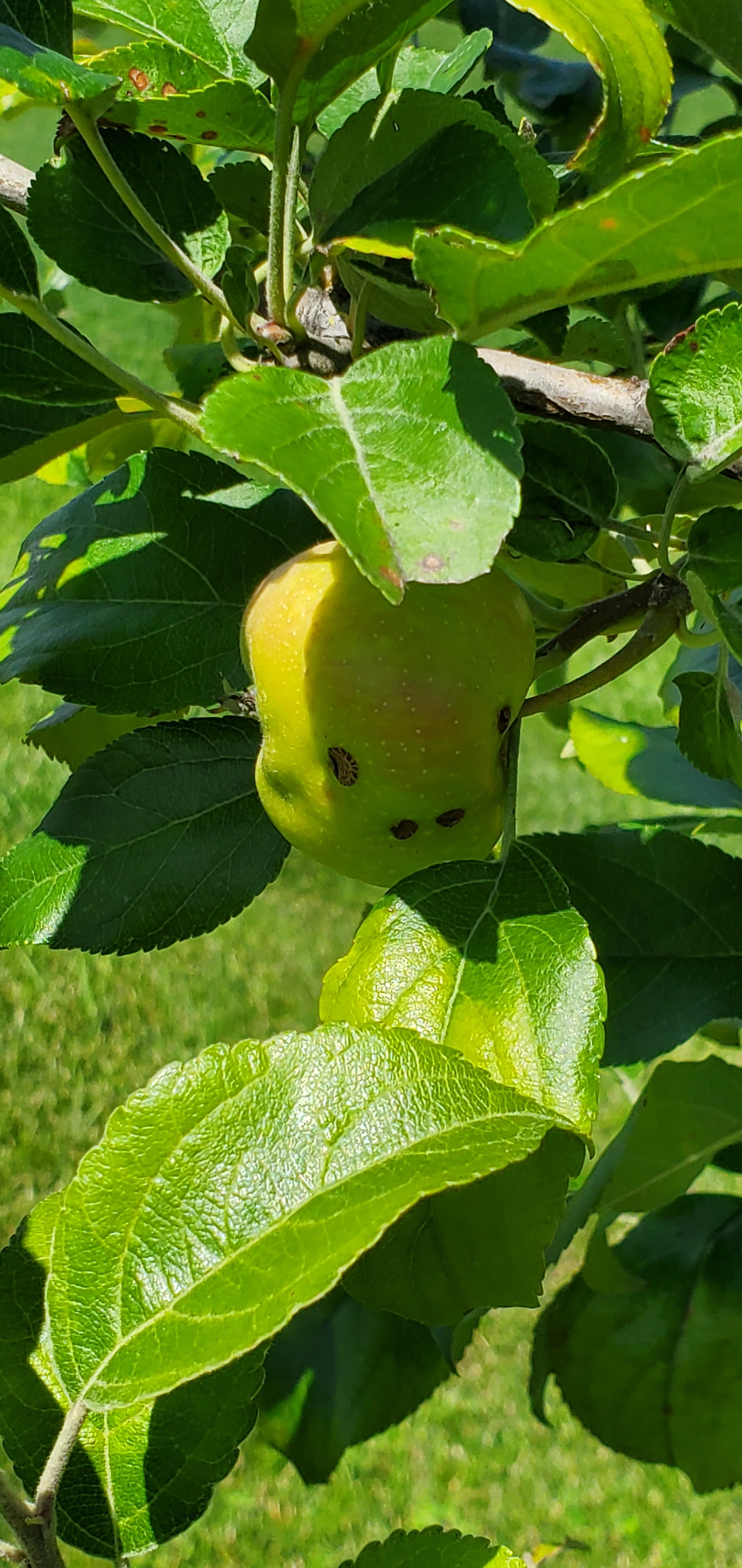 Are these apples safe to eat? 590949 Ask Extension