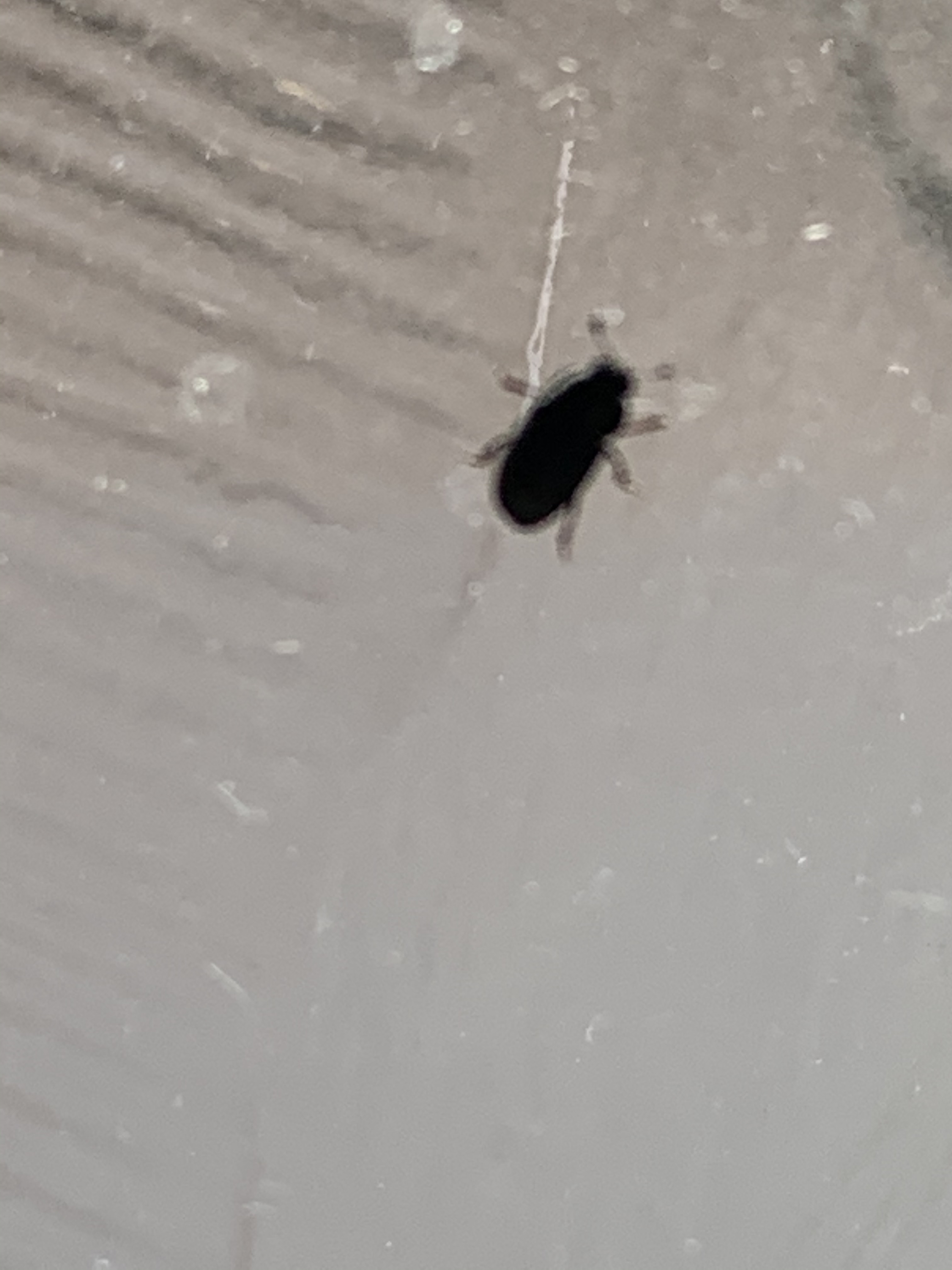 What are these beetles in my house? #621204 - Ask Extension