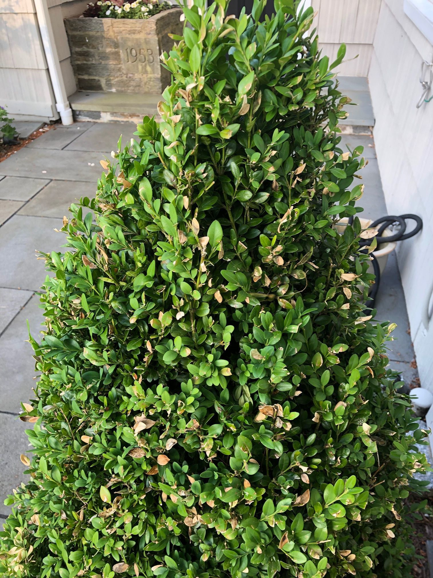 Browning leaves on winter gem boxwood #649047 - Ask Extension