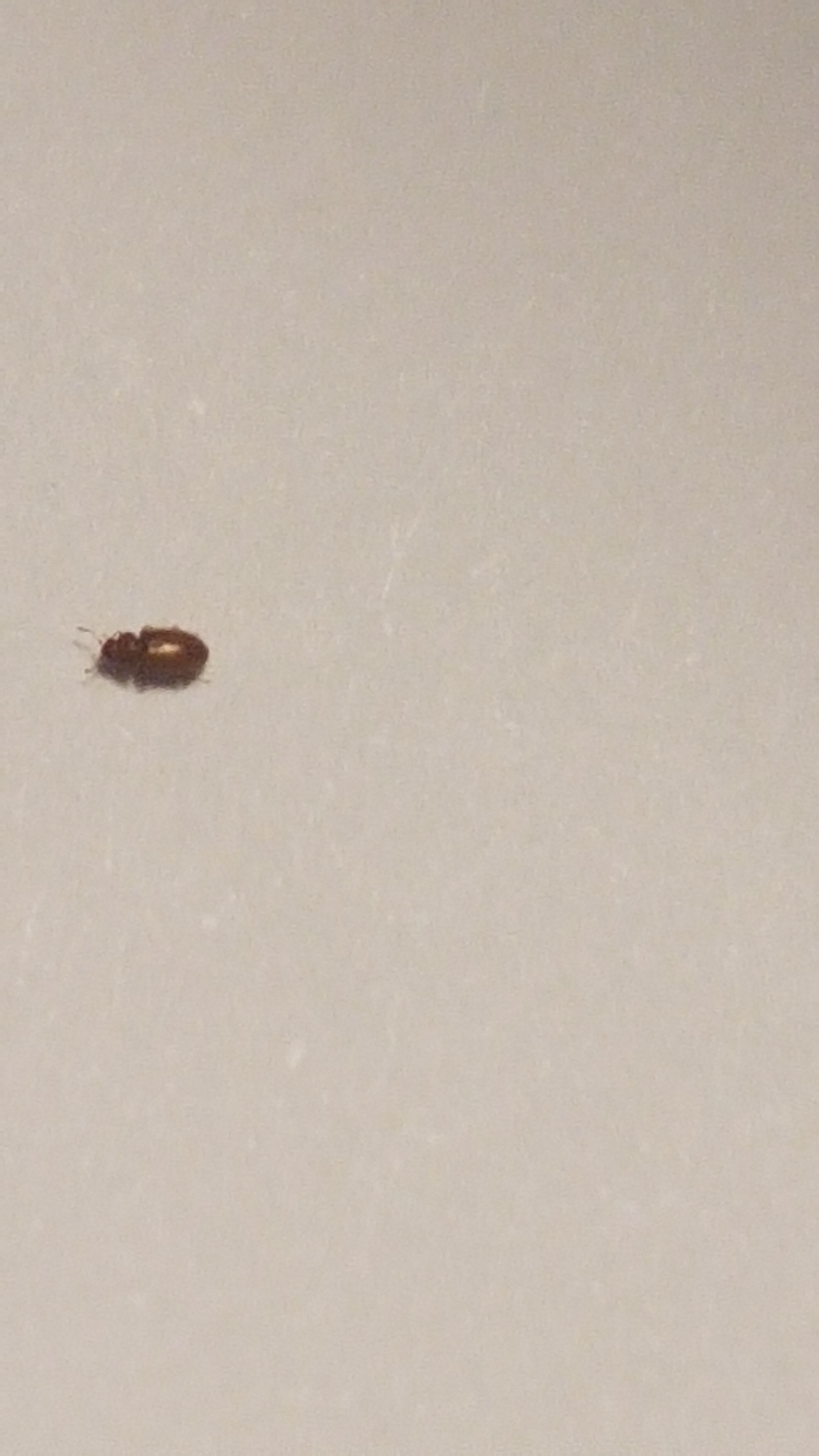 Bedbug Or Booklice? #594911 - Ask Extension