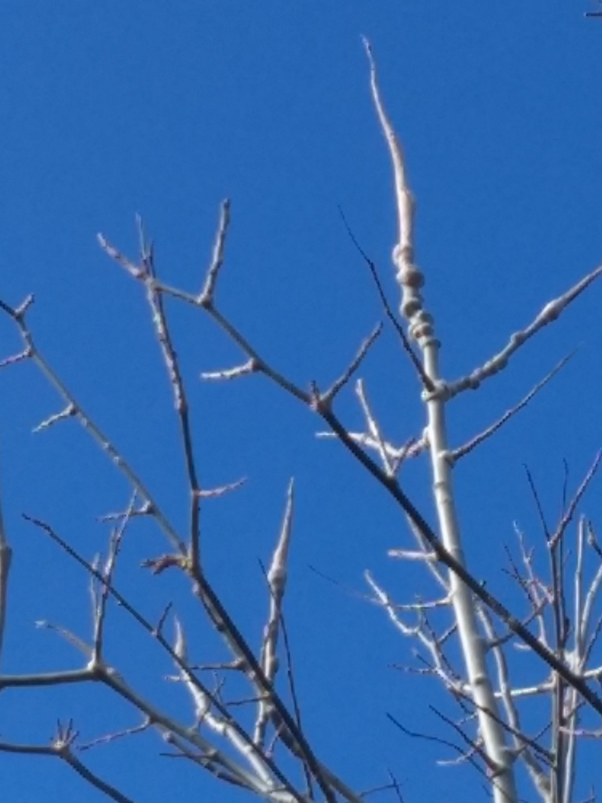 bumps-growing-on-smaller-branches-at-the-top-of-aspen-trees-556072