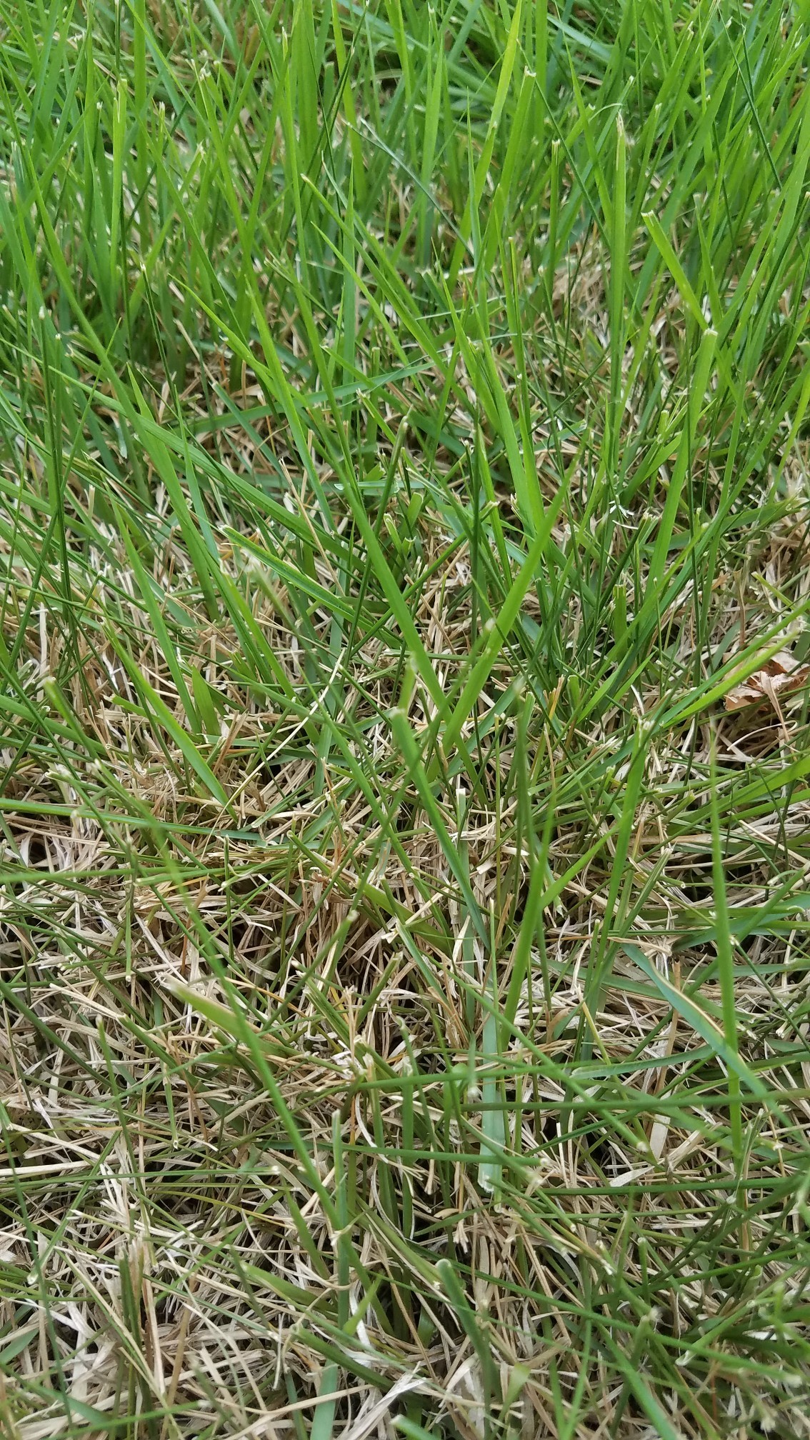 Grass ID Help Please #582629 - Ask Extension