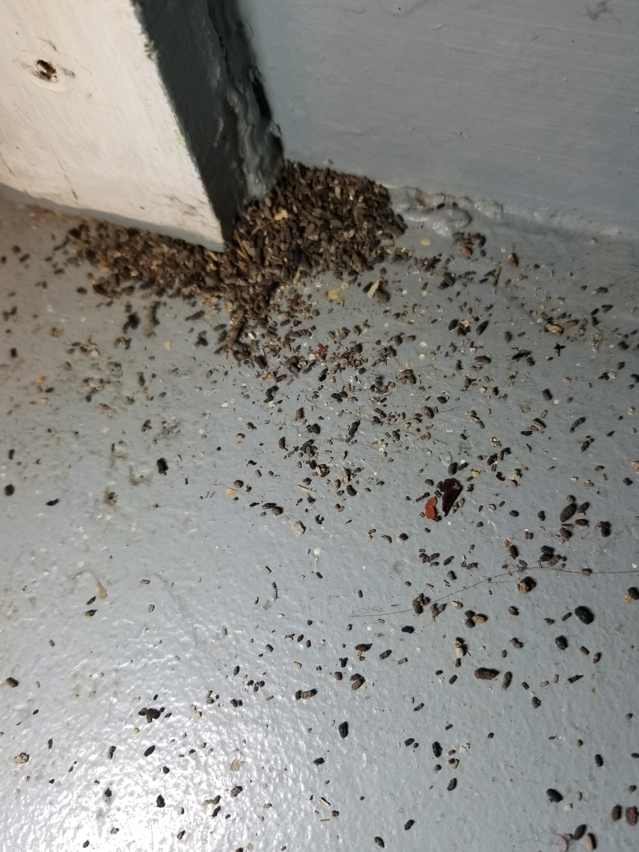 carpenter ants? #550358 - Ask Extension