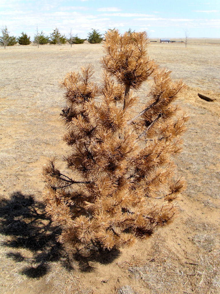 Ponderosa Pine turning brown 626618 Ask Extension