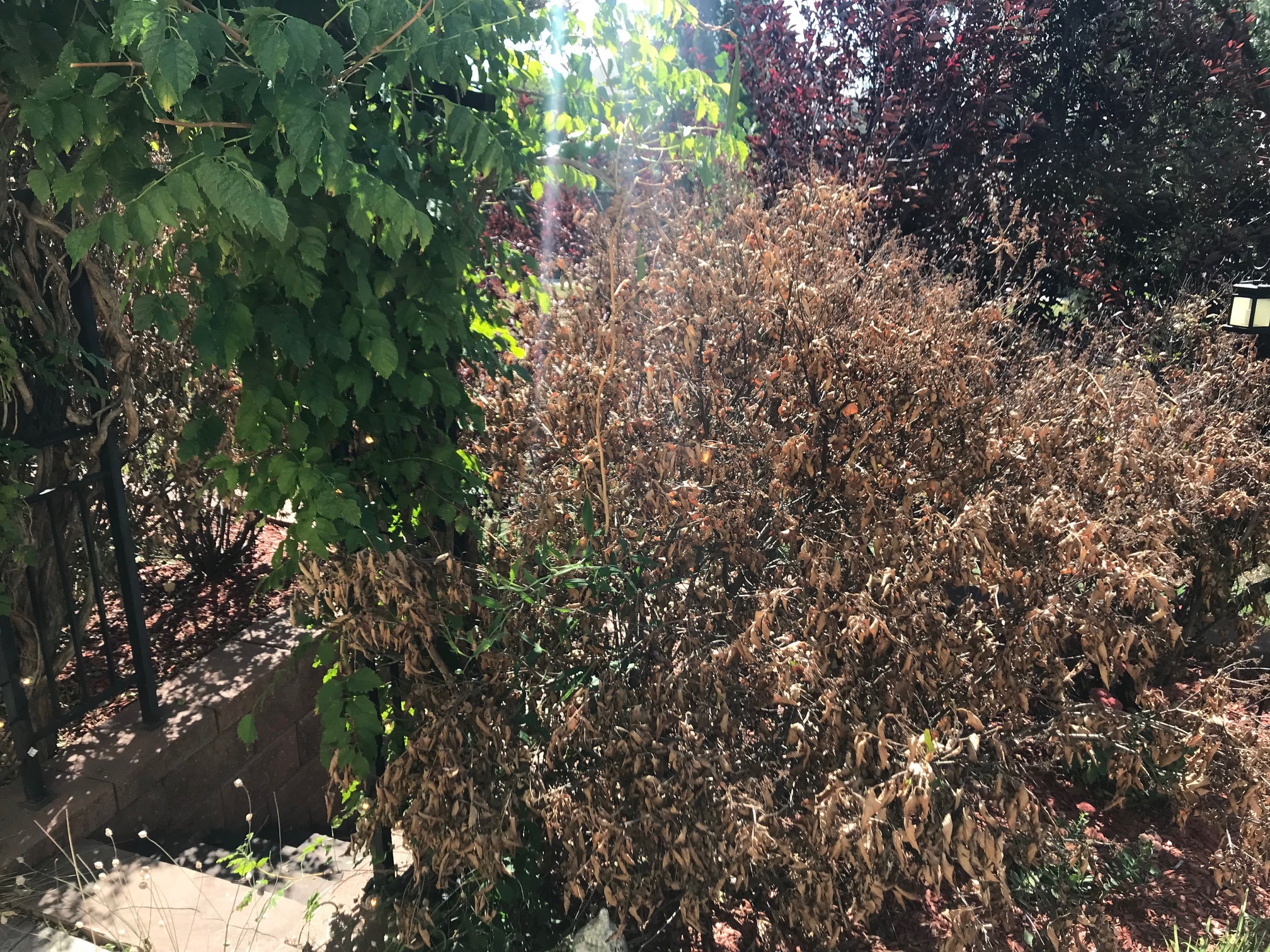 Lilacs have bacterial blight? #486585 - Ask Extension