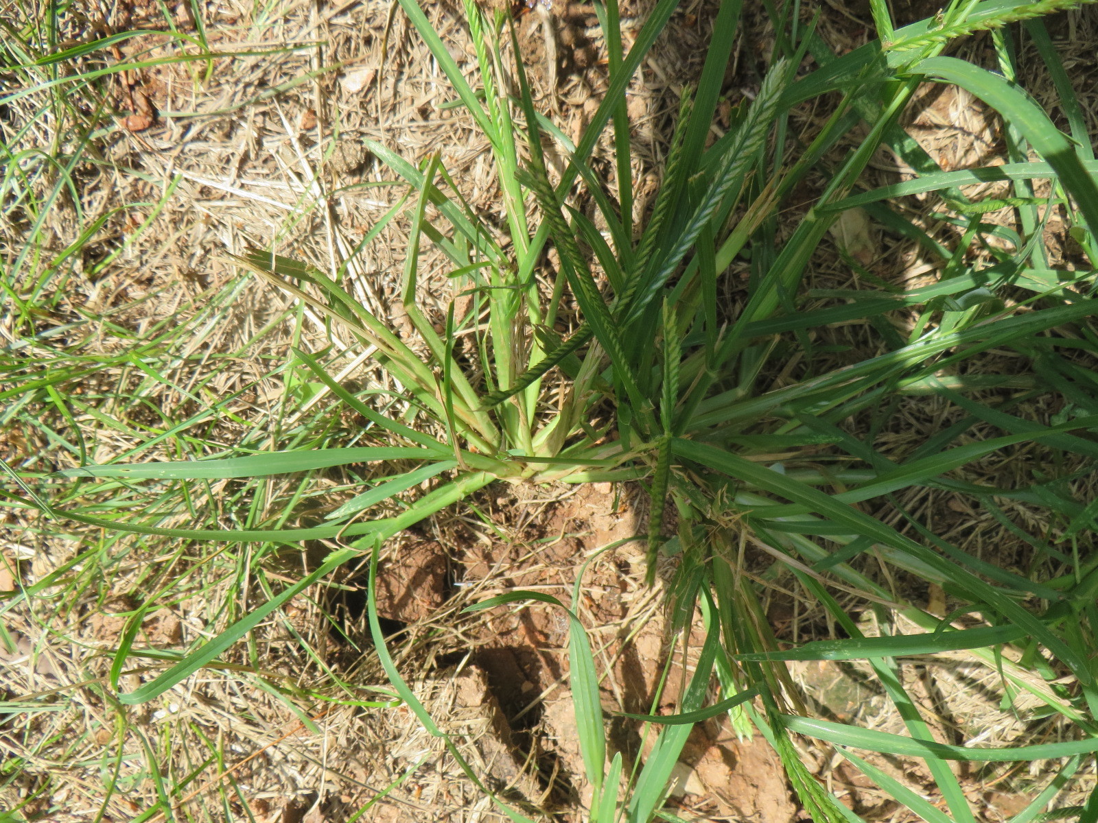 Palm Type Grassy Weed? #592381 - Ask Extension