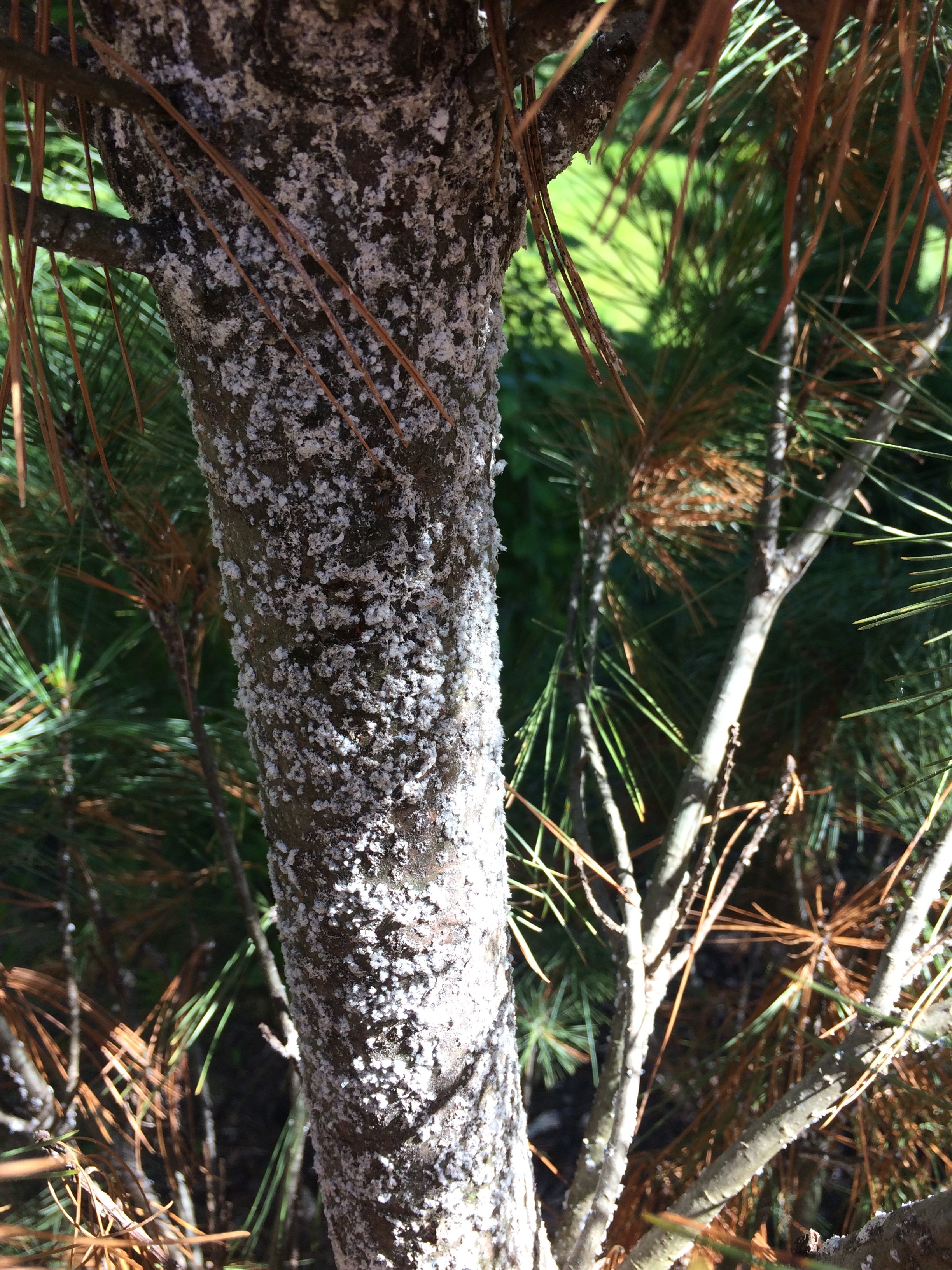 white pine tree bark