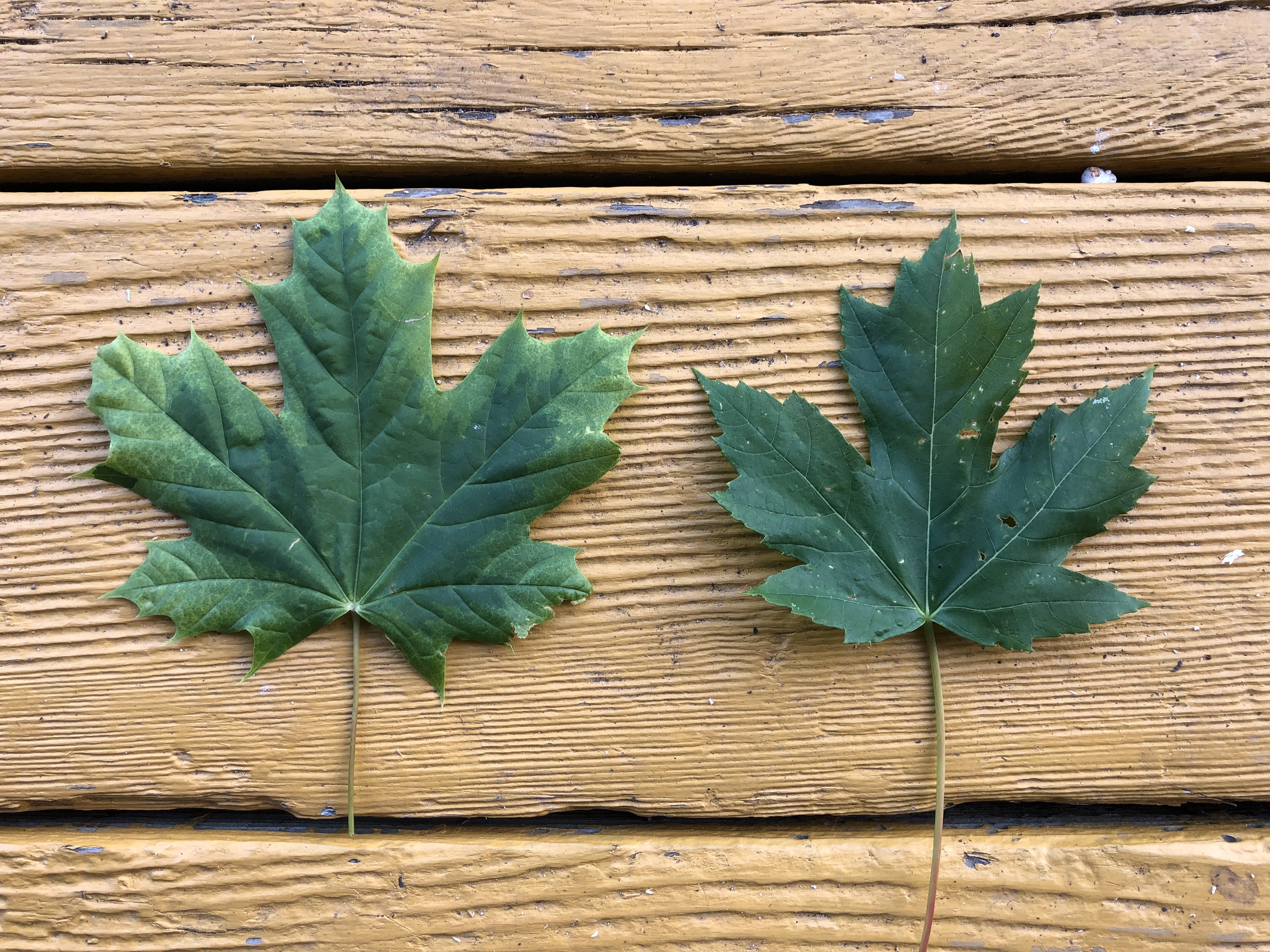 Maple Tree Identification Ask Extension