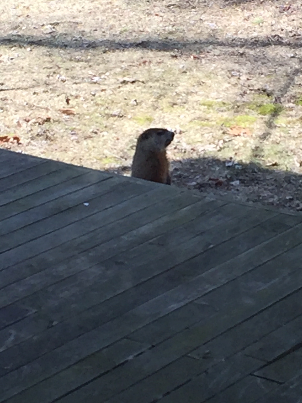 groundhog spotted under my deck #549285 - Ask Extension