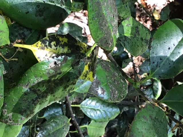 Holly Tree Disease #641699 - Ask Extension