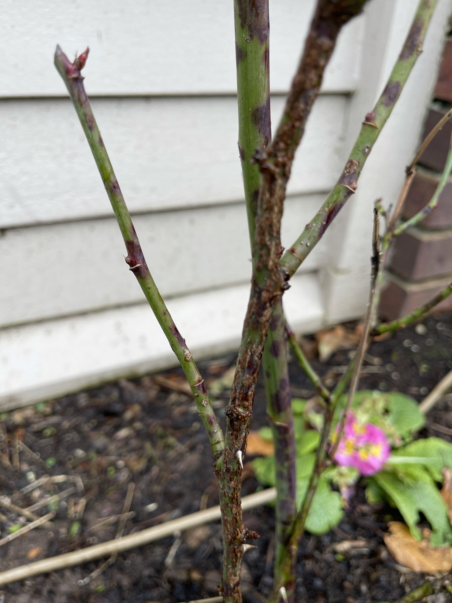 Diseases on Knock Out Rose Canes #681251 - Ask Extension