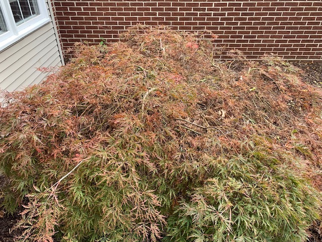 Japanese Maple looking to be diseased #727805 - Ask Extension