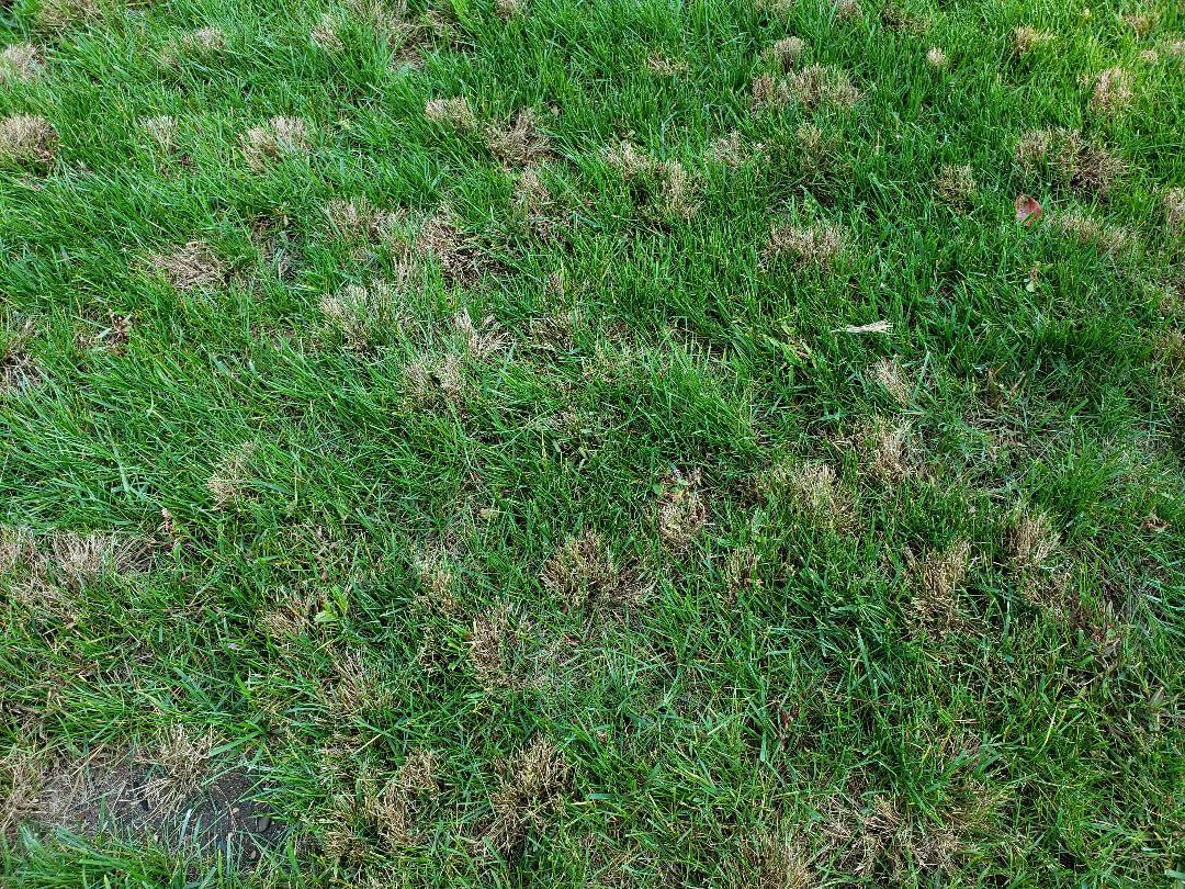 Best way to get rid of fescue bunch grass? #729724 - Ask Extension