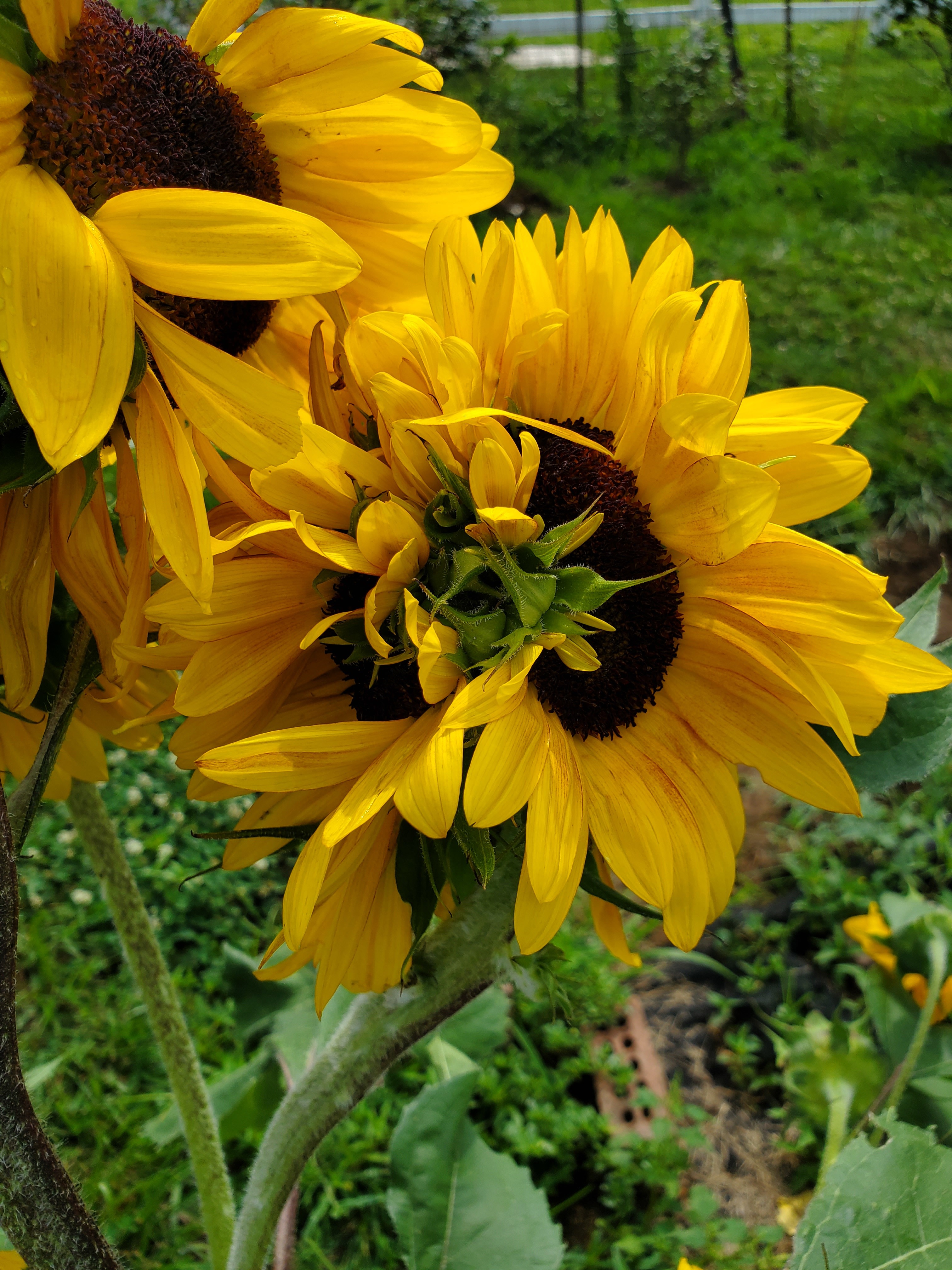 chernobyl mutations plants