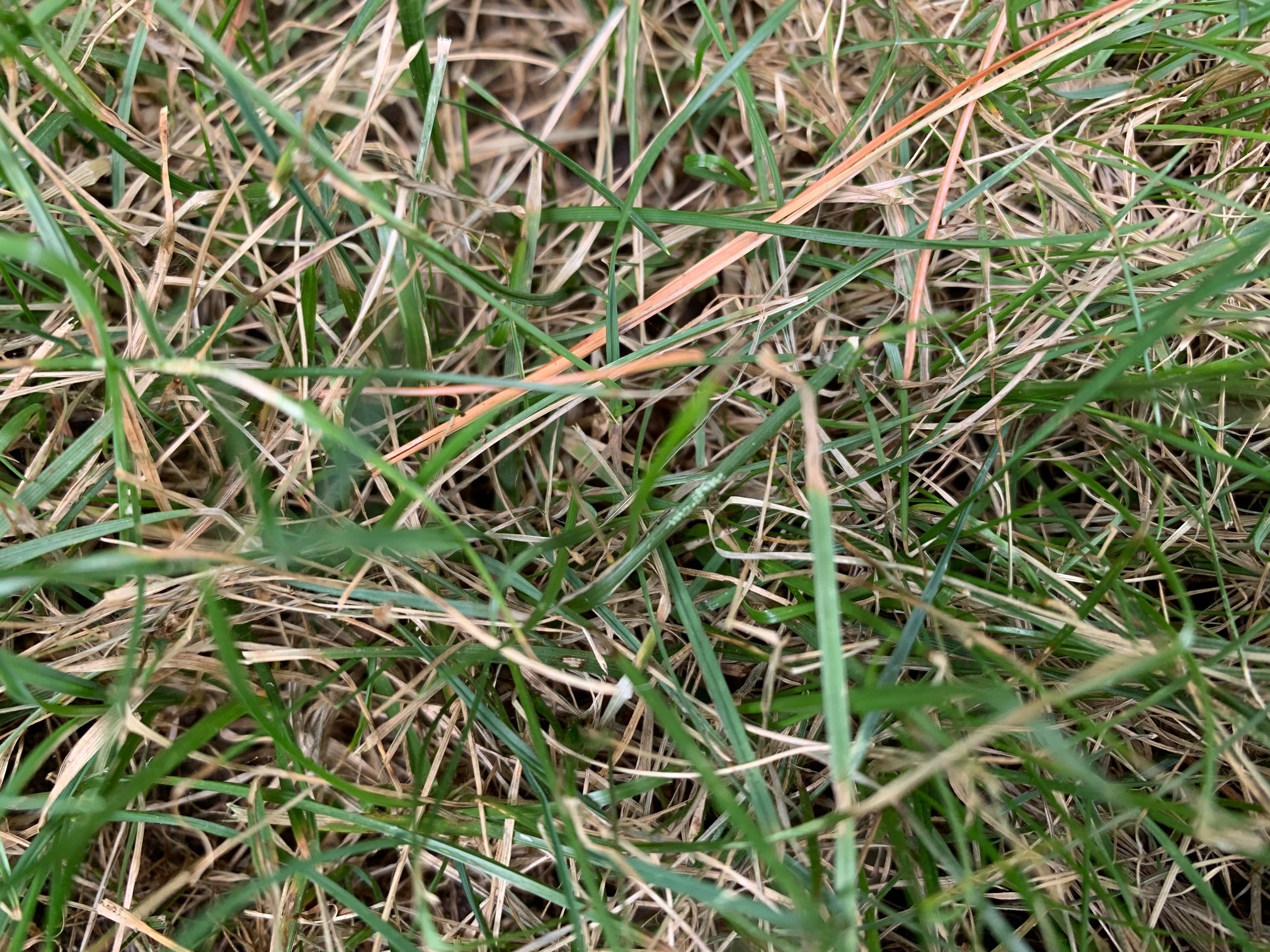 Patches of dead grass on newly planted lawn. #701582 - Ask Extension