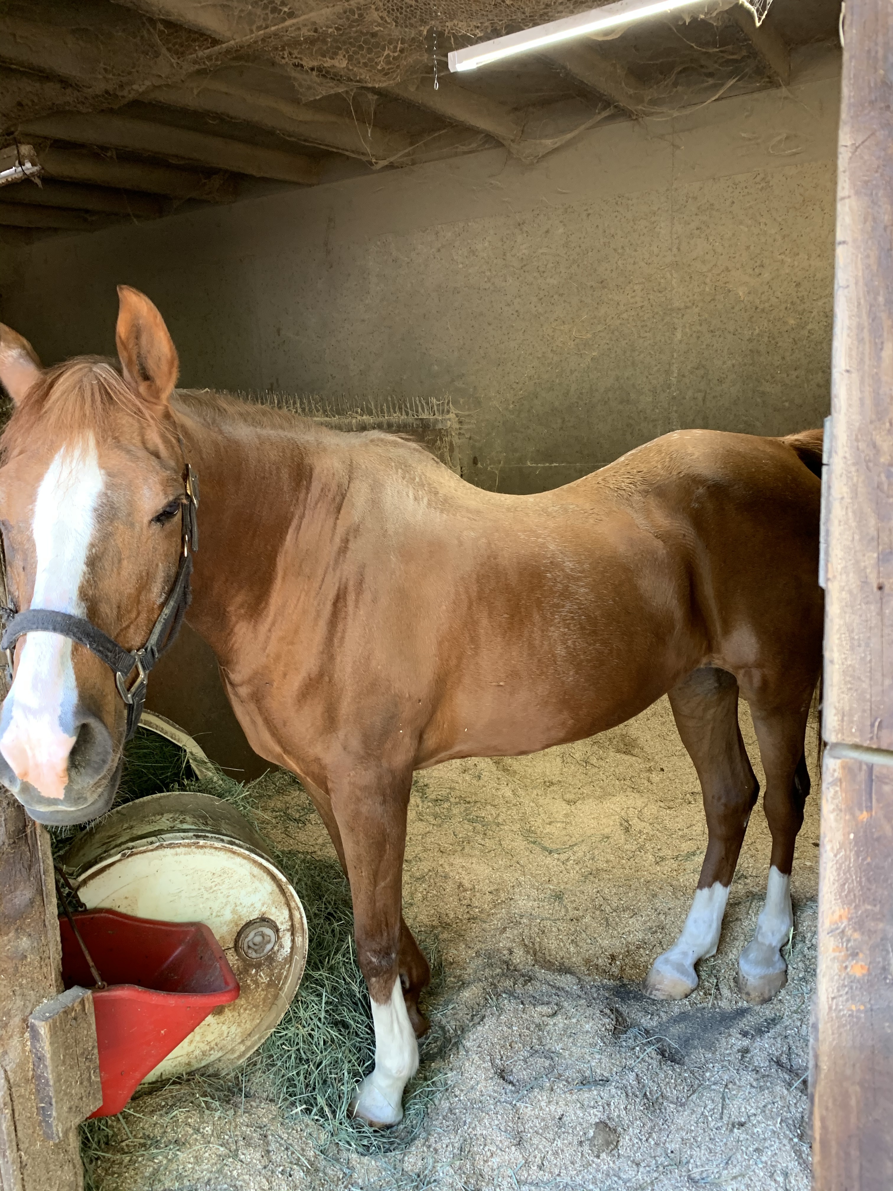 Feeding A Cushings Horse 727854 Ask Extension