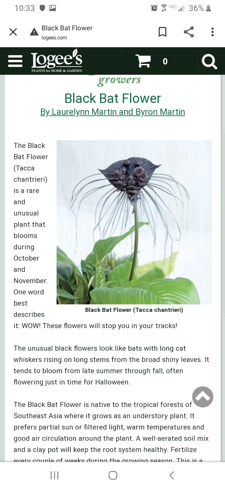 Is Tacca Chantrieri Poisonous To Cats 721568 Ask Extension