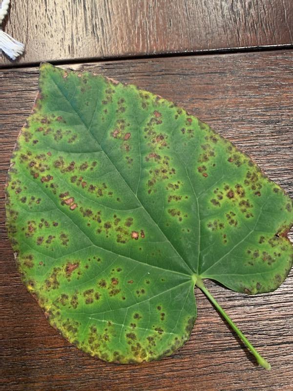 Leaf Disease on leaves of redbud tree #729383 - Ask Extension