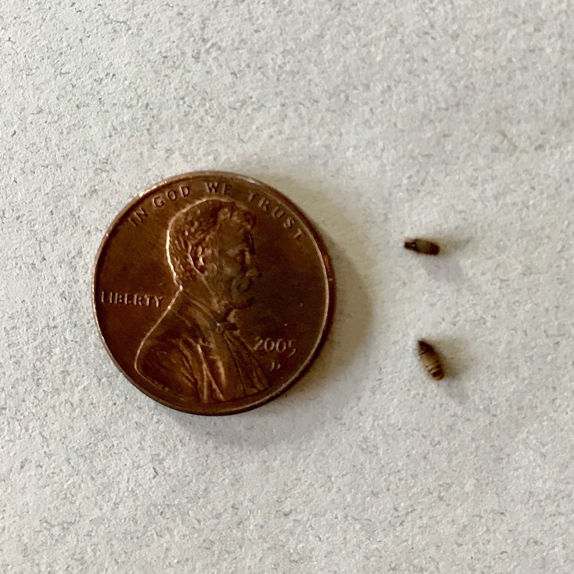 Small insects found in bathroom #731293 - Ask Extension