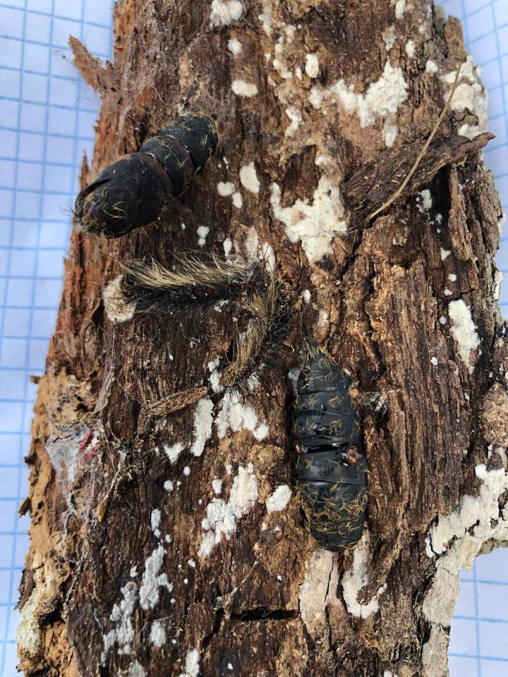 Oak tree infested with big bugs #707435 - Ask Extension