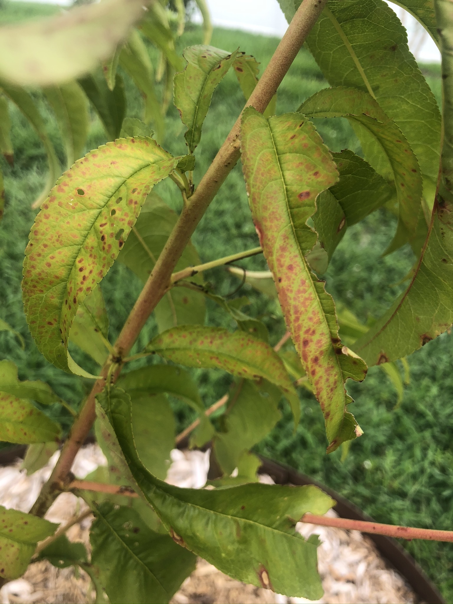 Harvester Peach Tree disease #717435 - Ask Extension