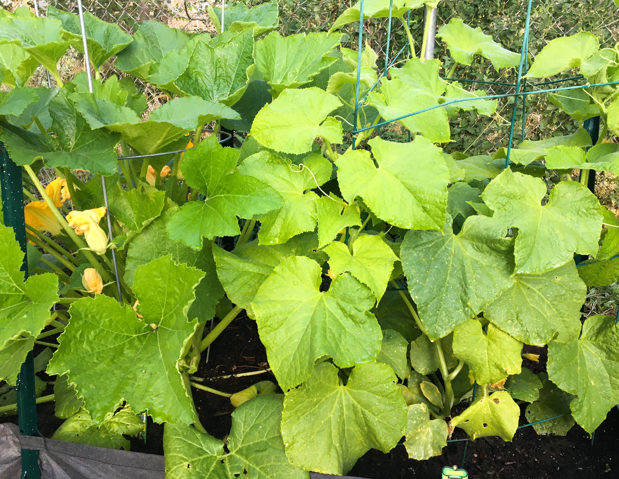 Yellowing cucumber plant #705567 - Ask Extension