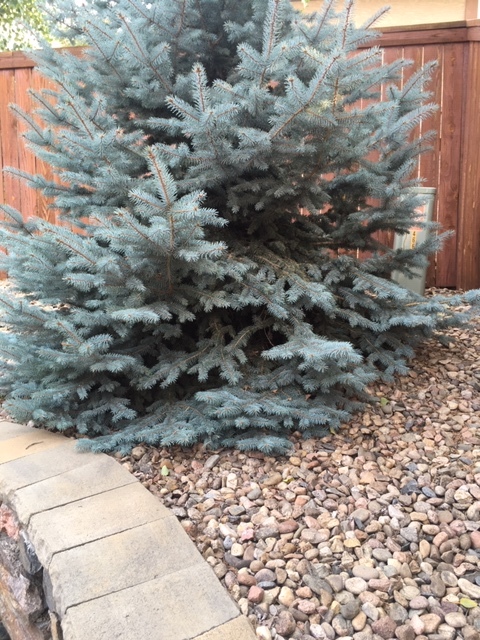 What S Wrong With My Baby Blue Eyes Spruce Ask Extension