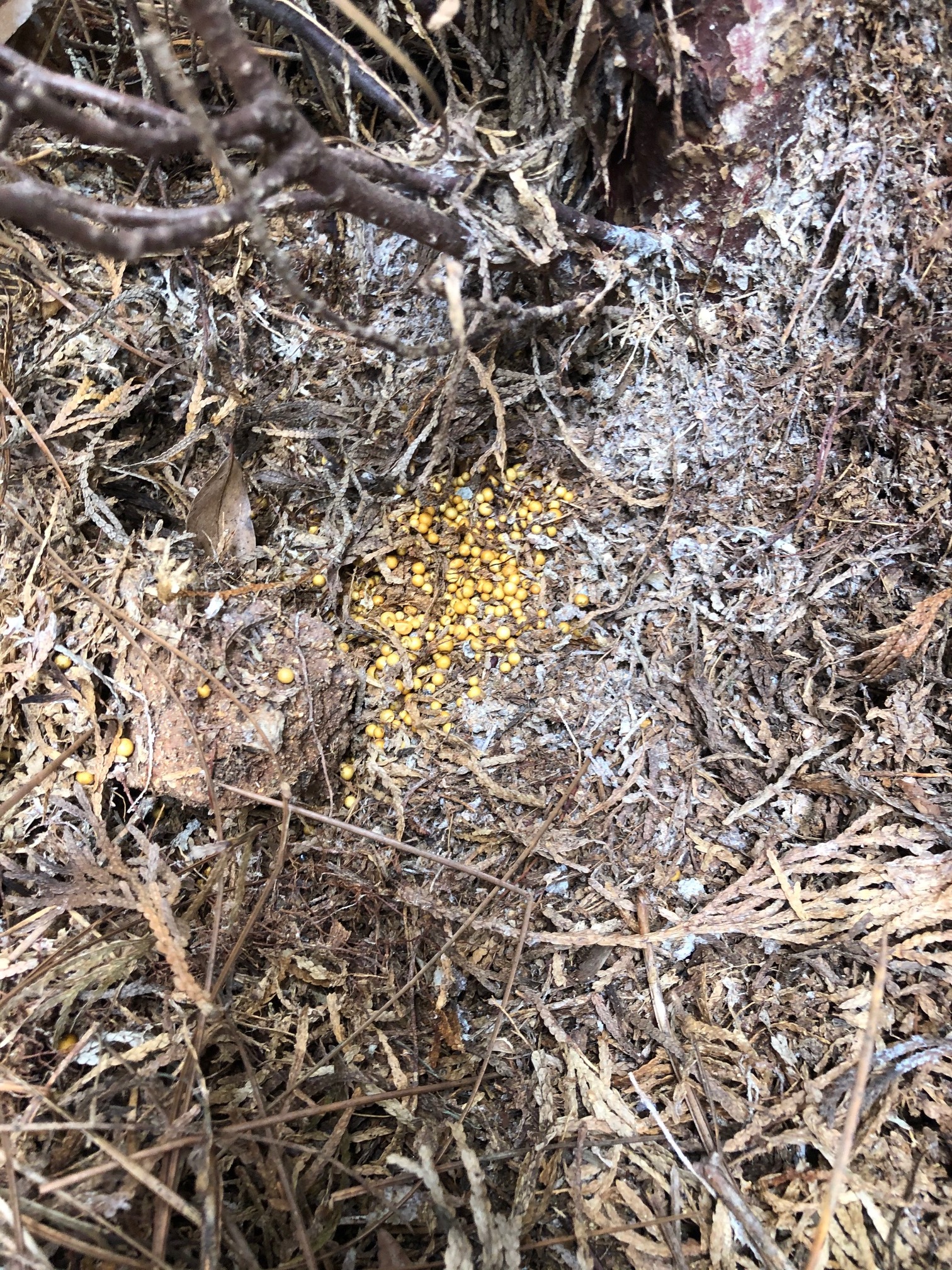 Yellow seeds, fungus eggs? #717327 - Ask Extension