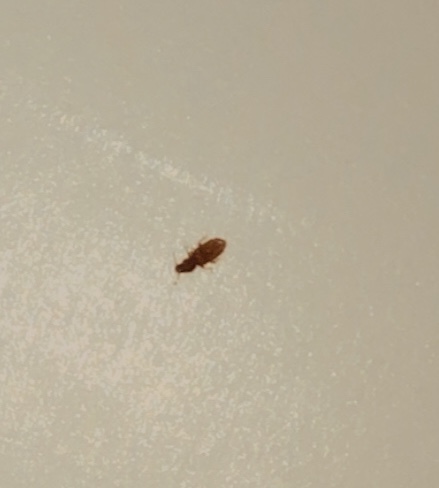 Tiny brown bug in my apartment HELP!!! #722792 - Ask Extension
