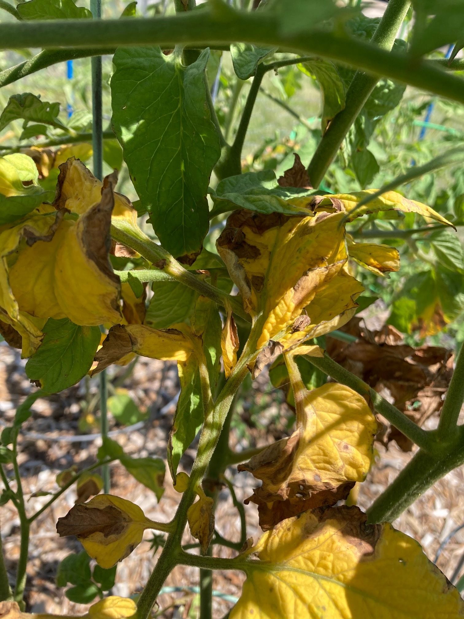 sad tomato plants #706056 - Ask Extension