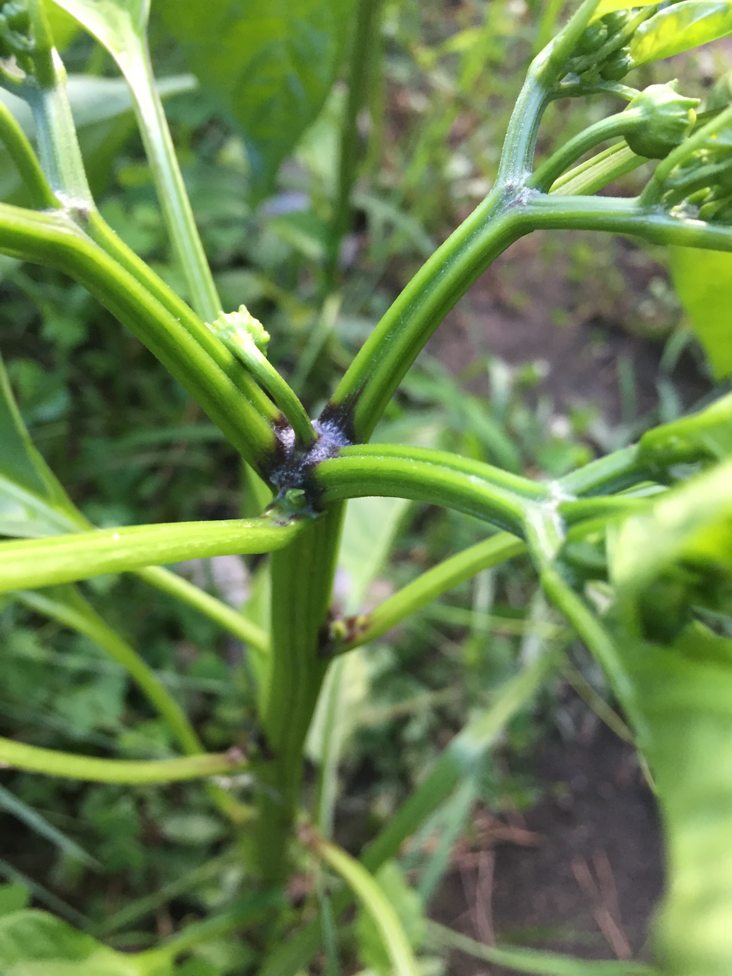 Black Spots on Bell Pepper Plant Stems #700895 - Ask Extension