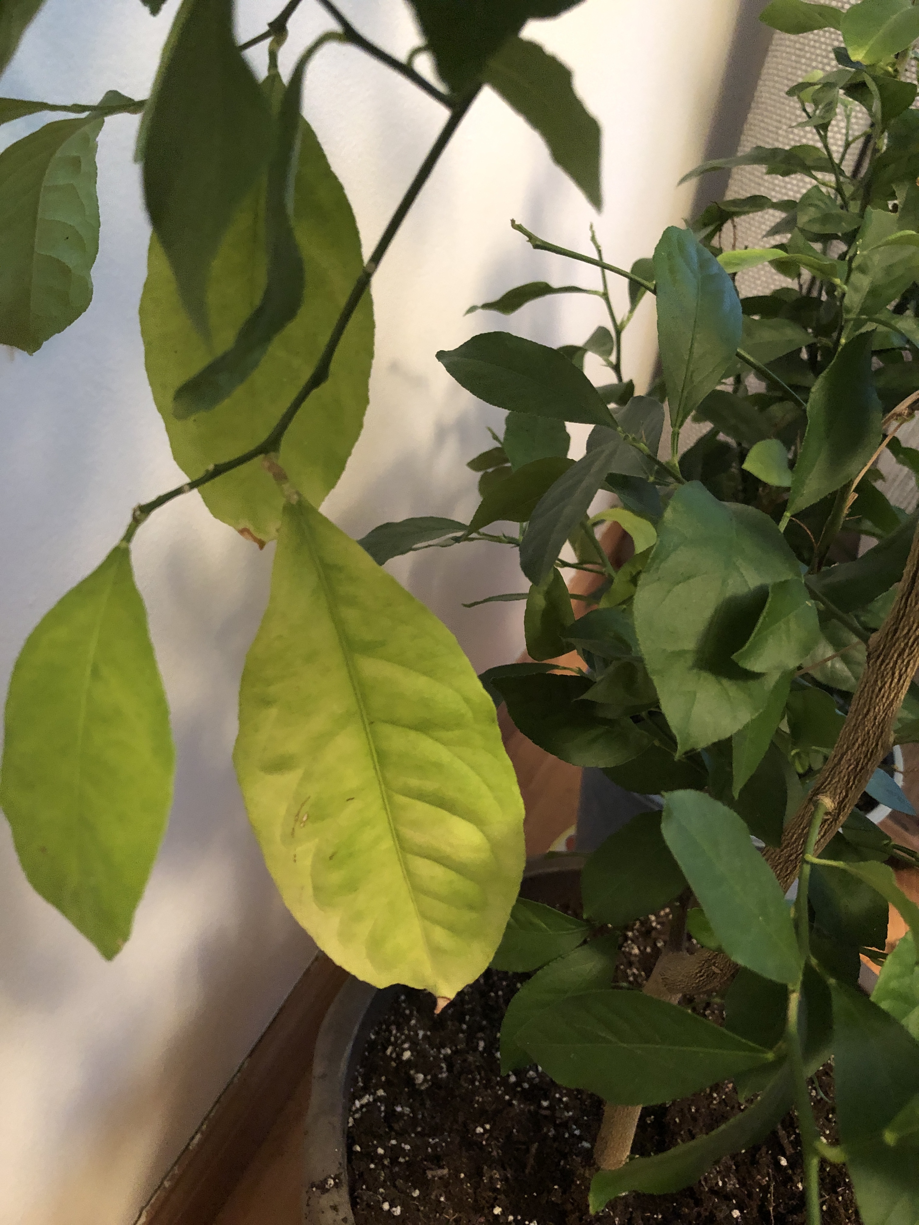 lime tree leaves falling off