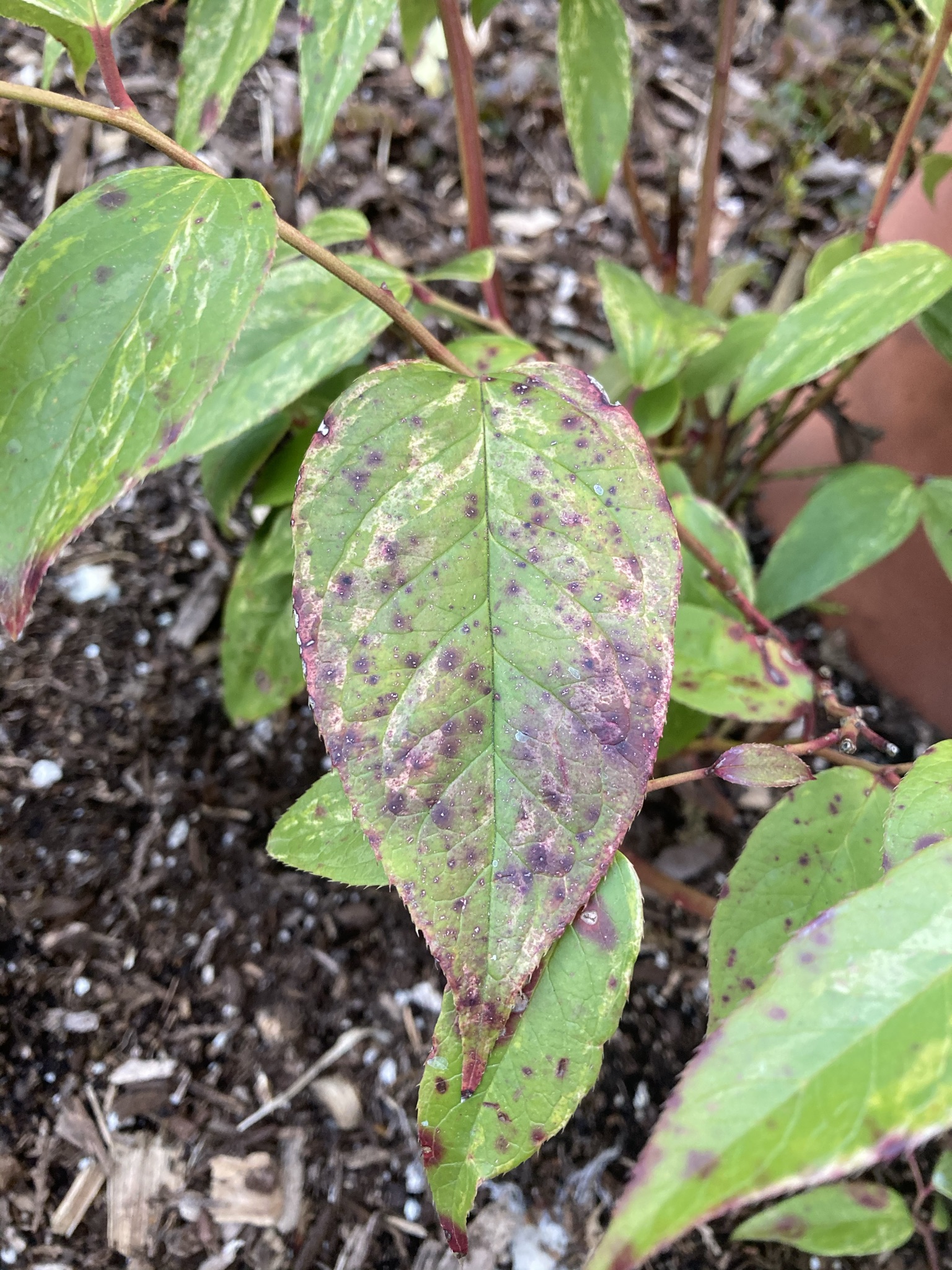 Cause and treatment of leaf spots on leucothoe #739872 - Ask Extension