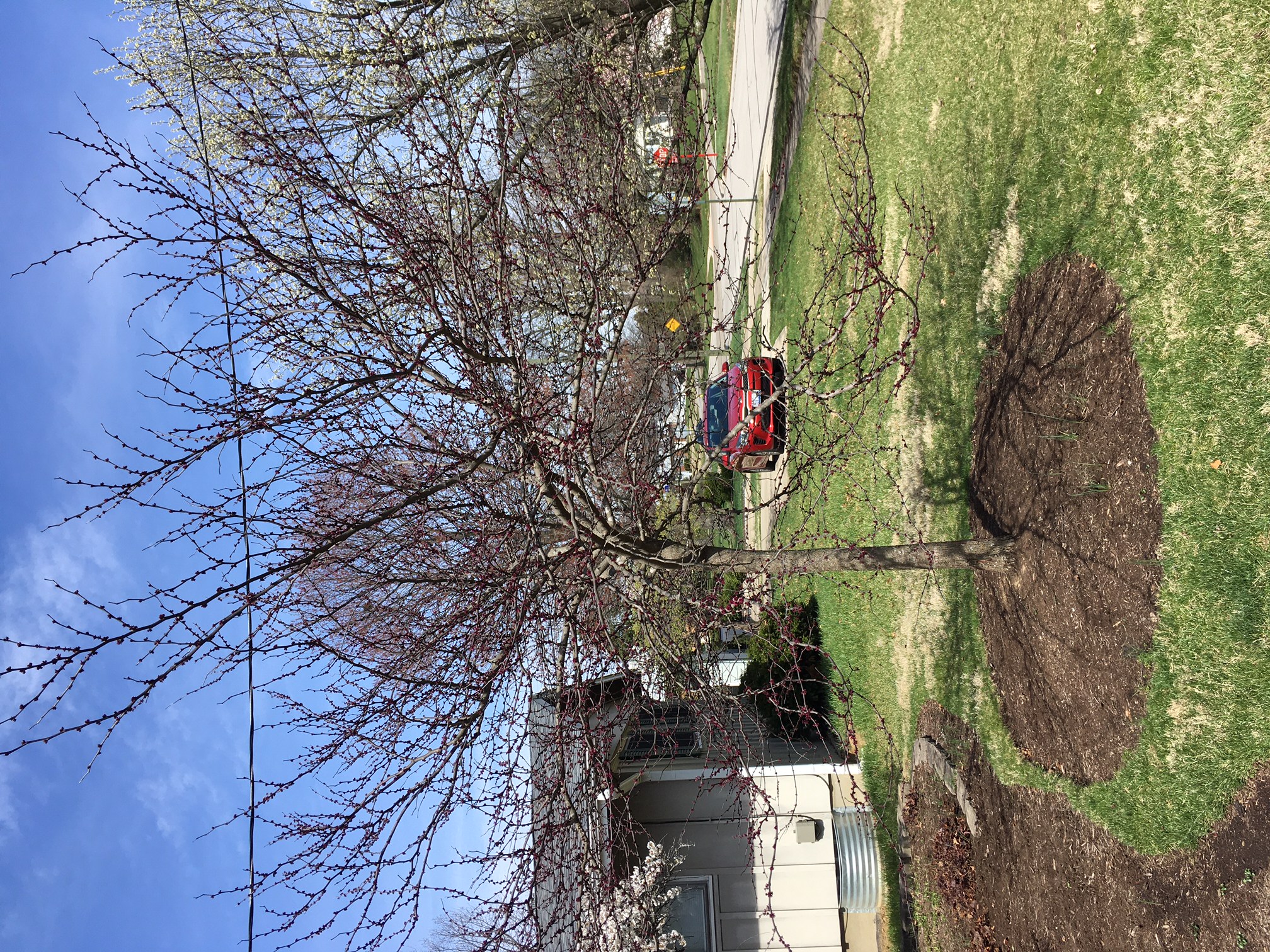 Red Bud (Cercis Canadensis) Pruning #741622 - Ask Extension