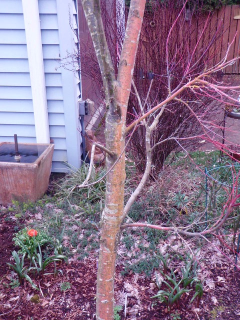 Japanese Maple disease #682743 - Ask Extension